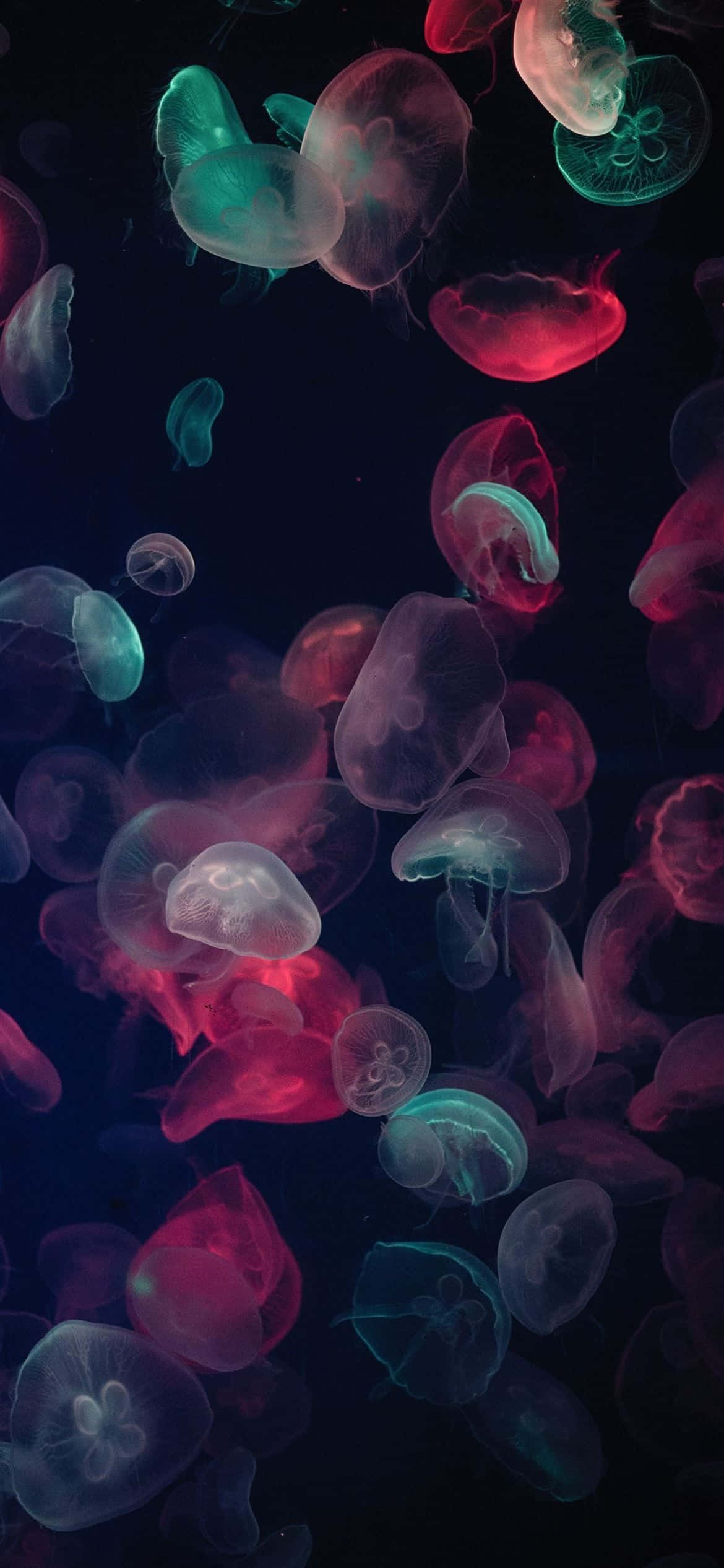 1170x2532 Резолюция Многоцветни Медузи Тапет