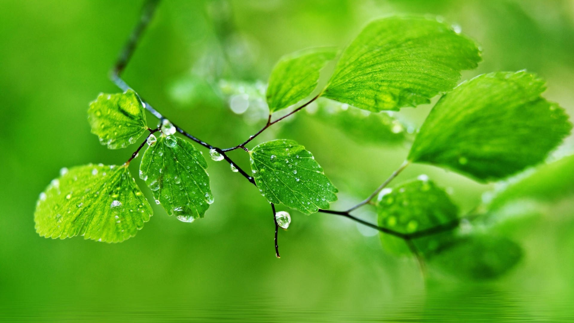 1920x1080 Full HD Природа Мокри Зелени Листа Тапет