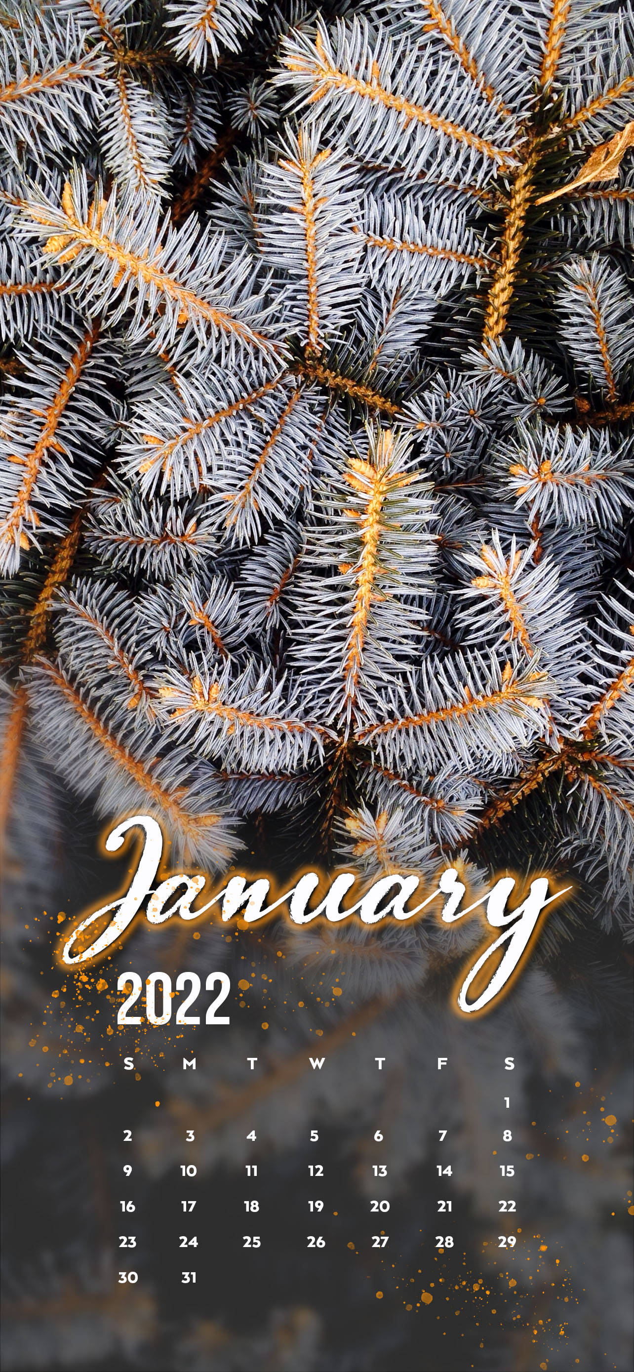 Януари 2022 Бял бор Тапет