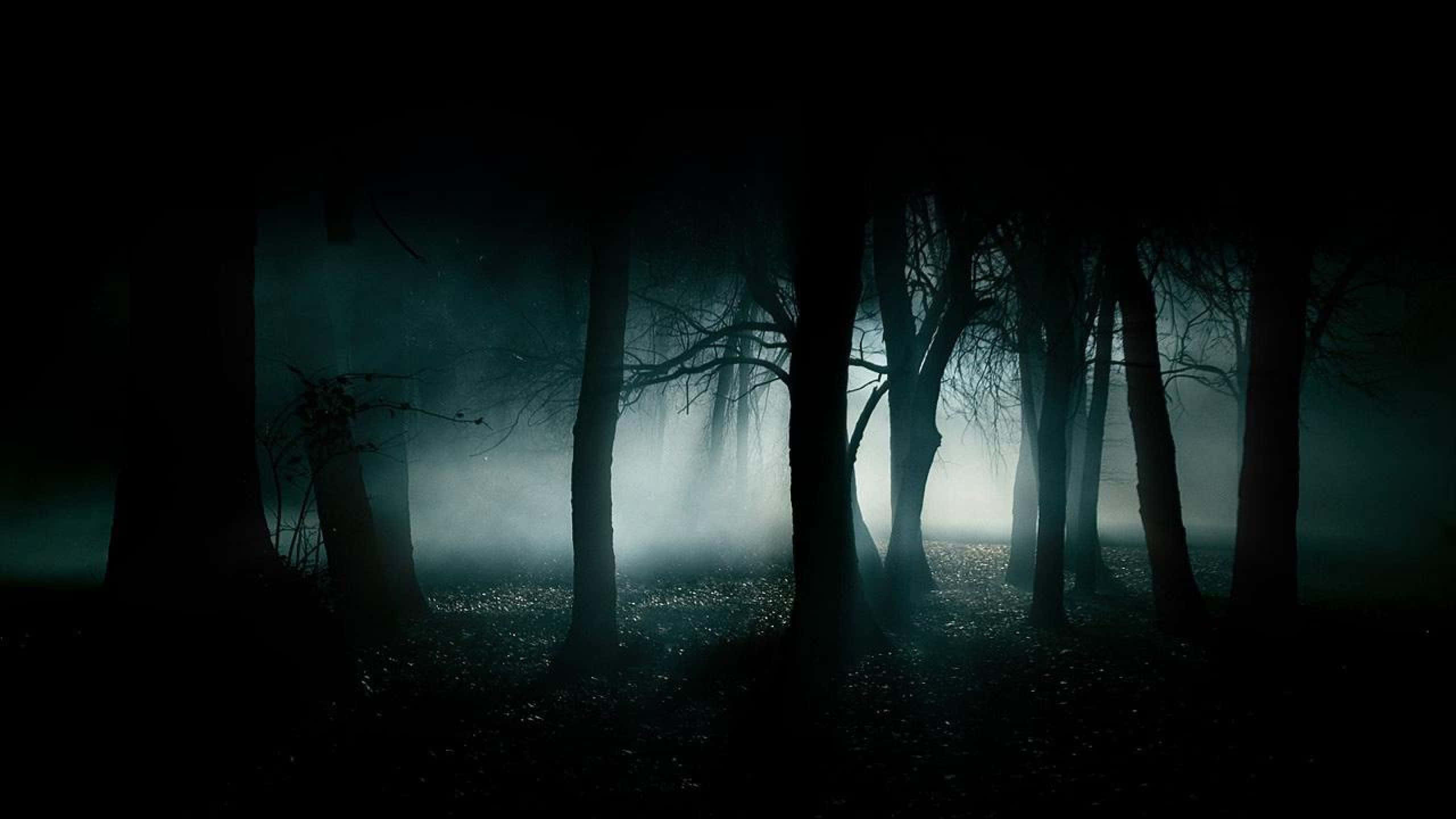 2560x1440 Черна зловеща гора Тапет