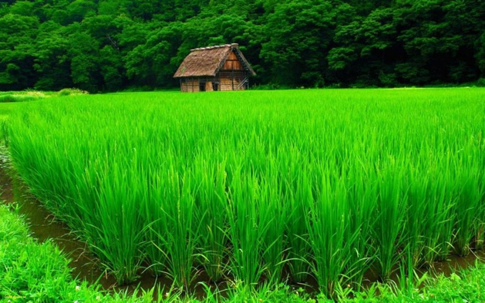 4K Природа Ферма Тапет