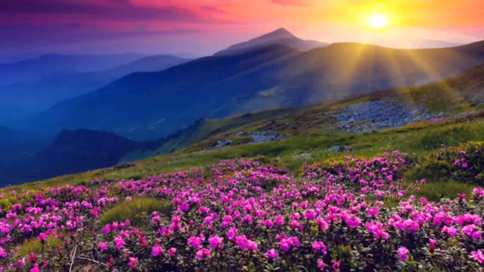 4K Природа Цветя и Изгрев Тапет