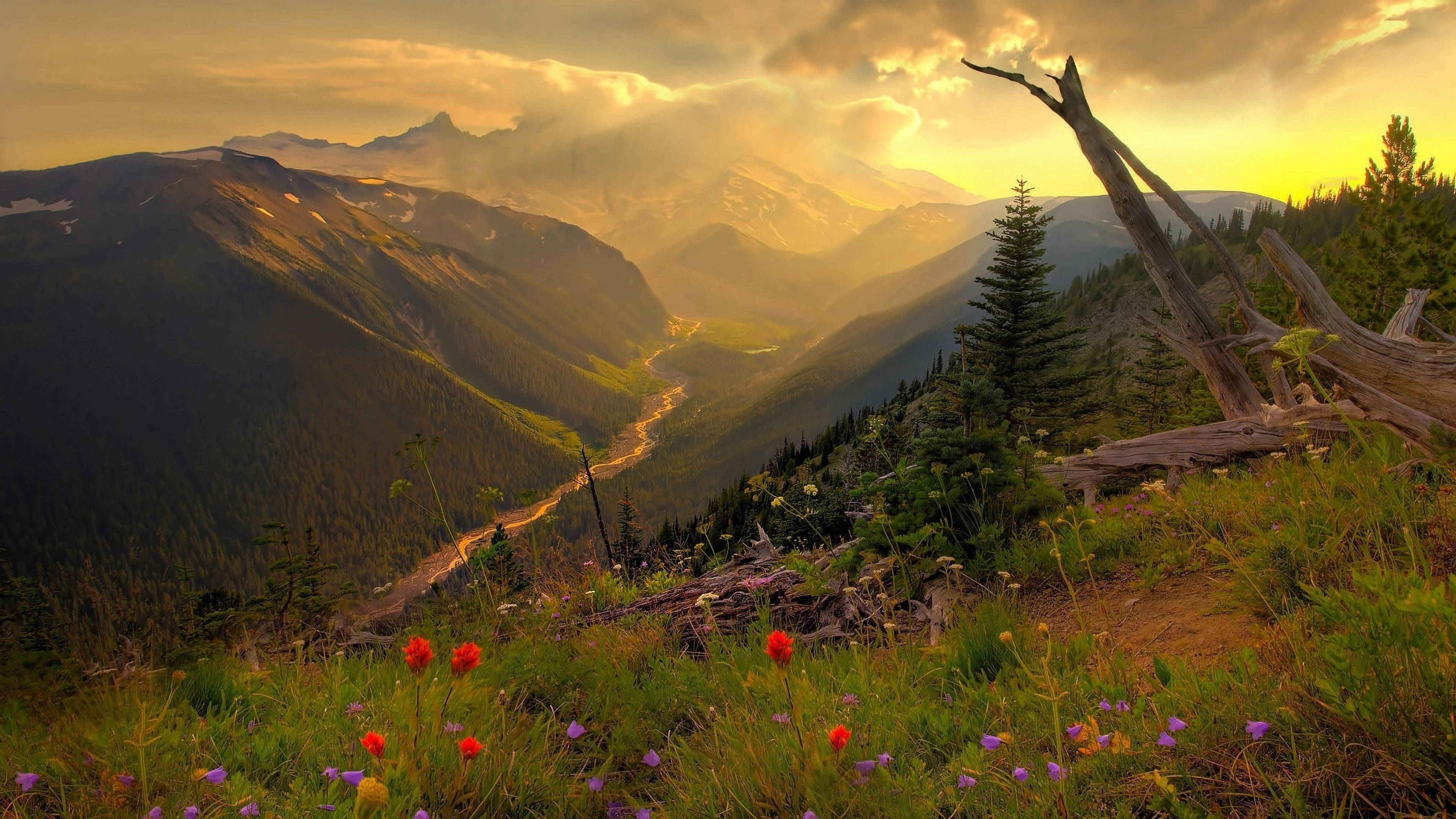 4K Природа Цветя На Планина Тапет