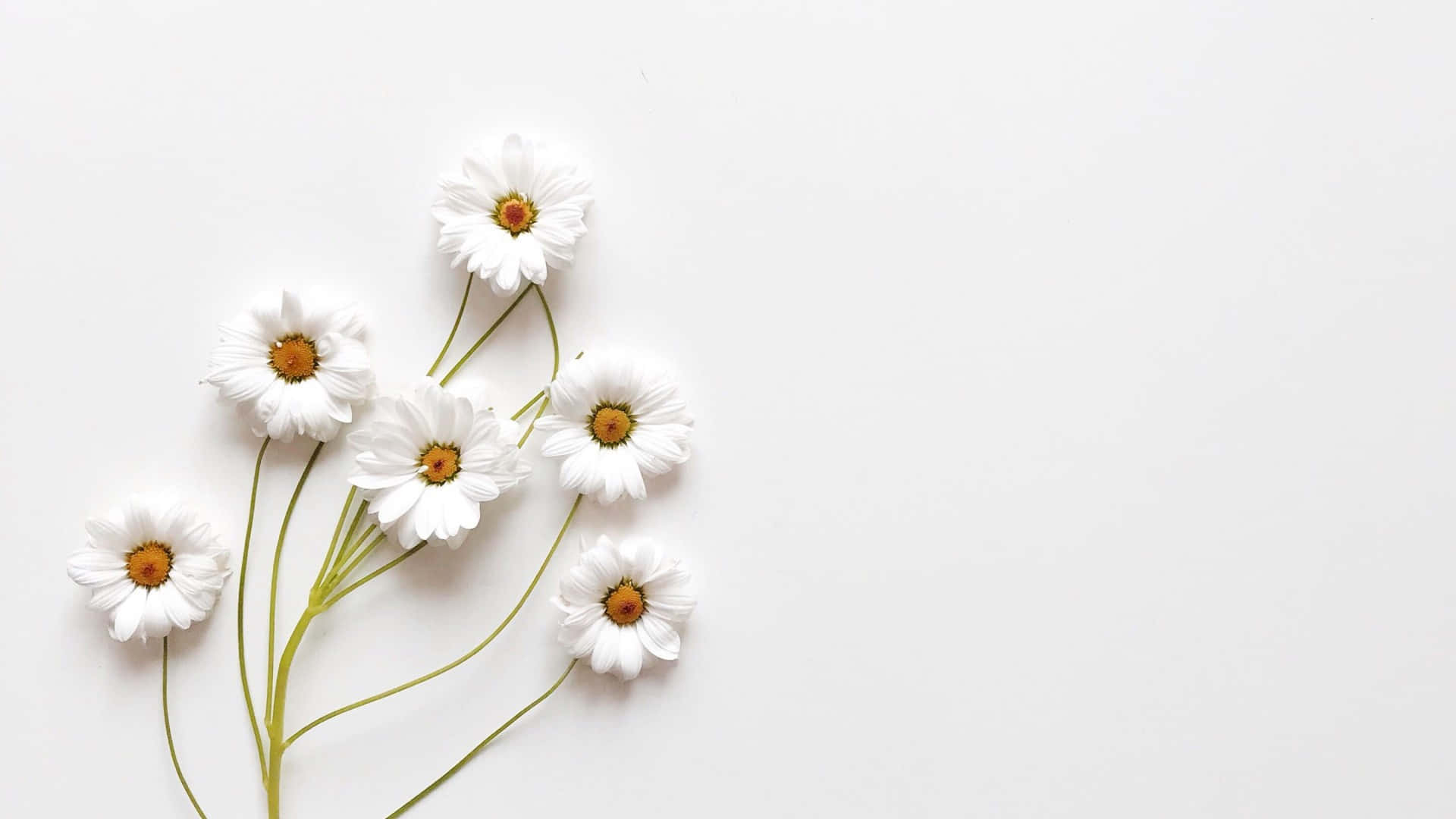 Изживейте простота, елегантност и изисканост с тапета Aesthetic White. Тапет
