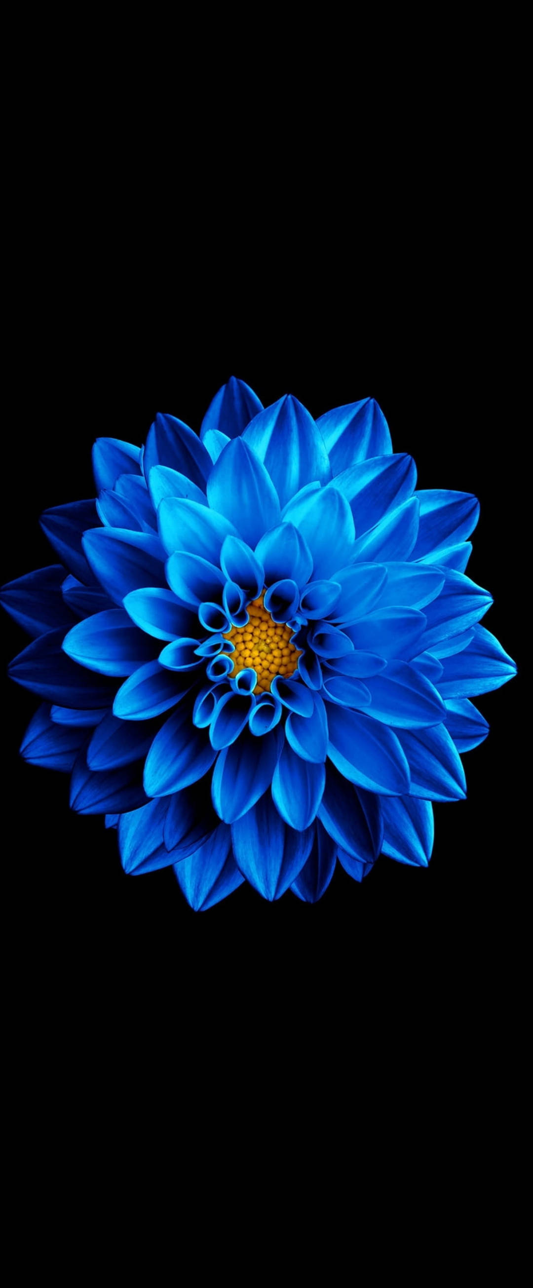 Супер AMOLED синя циния Тапет