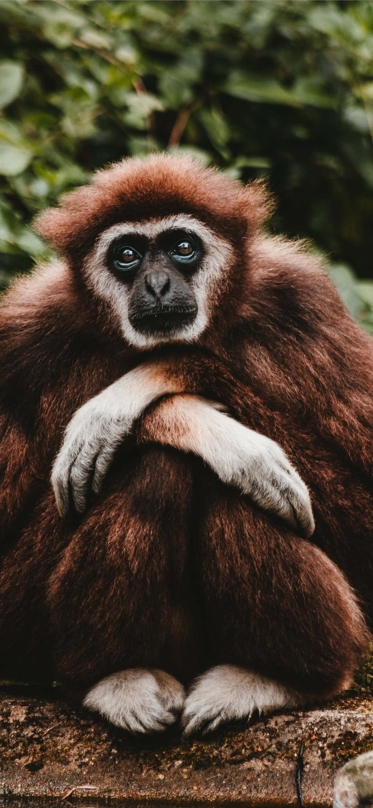 Android Gibbon Ви Води В Бъдеще На Мобилна Технология Тапет