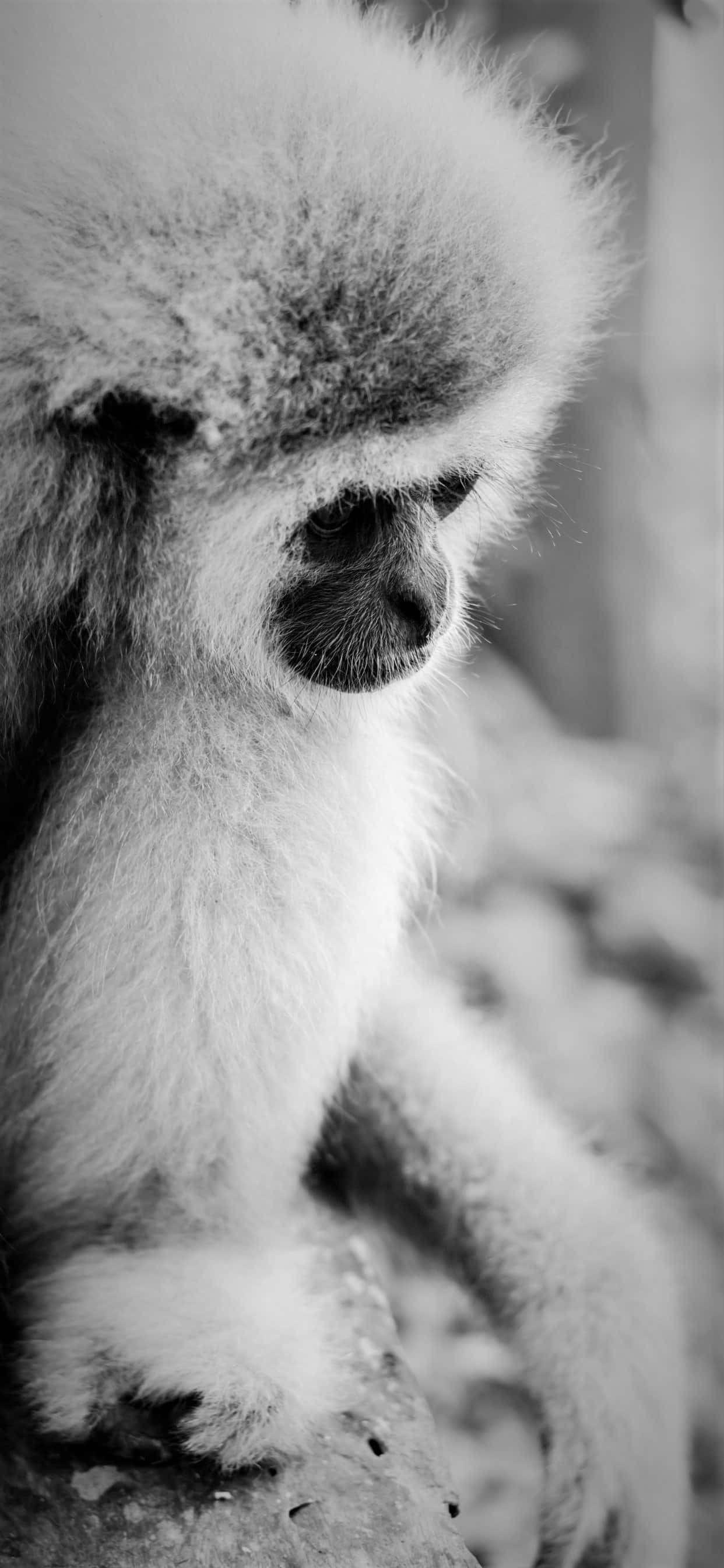 Близън на Apple iPhone Xs Max Gibbon Тапет