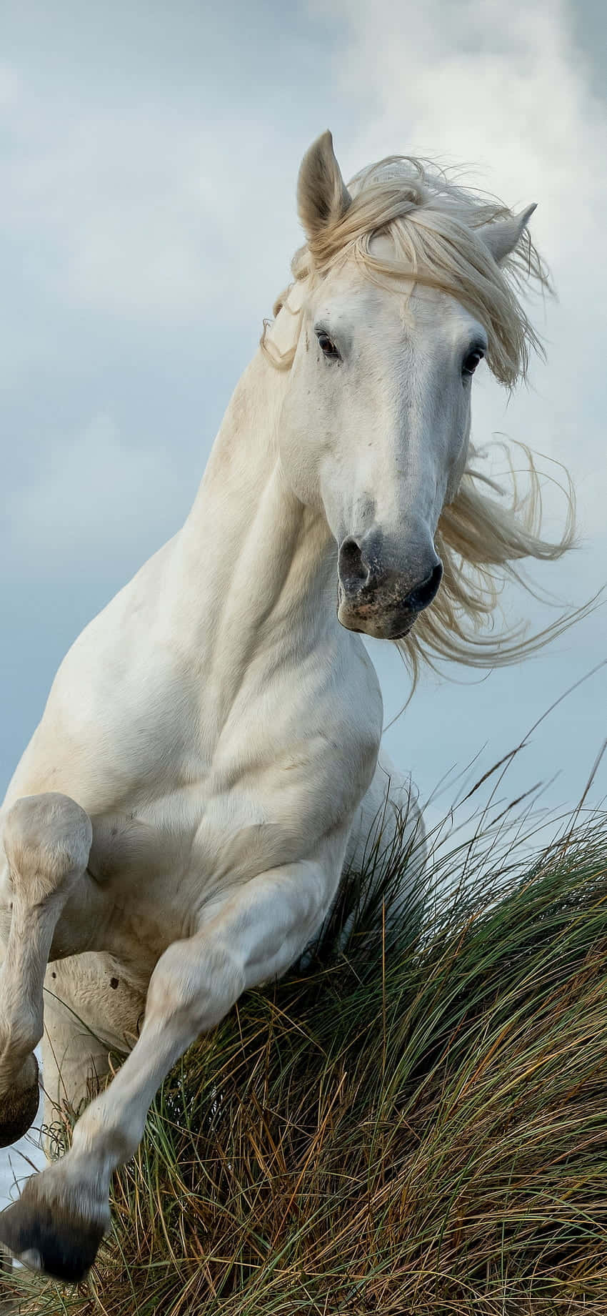 Получите конска сила и красота с Beautiful Horse iPhone Тапет