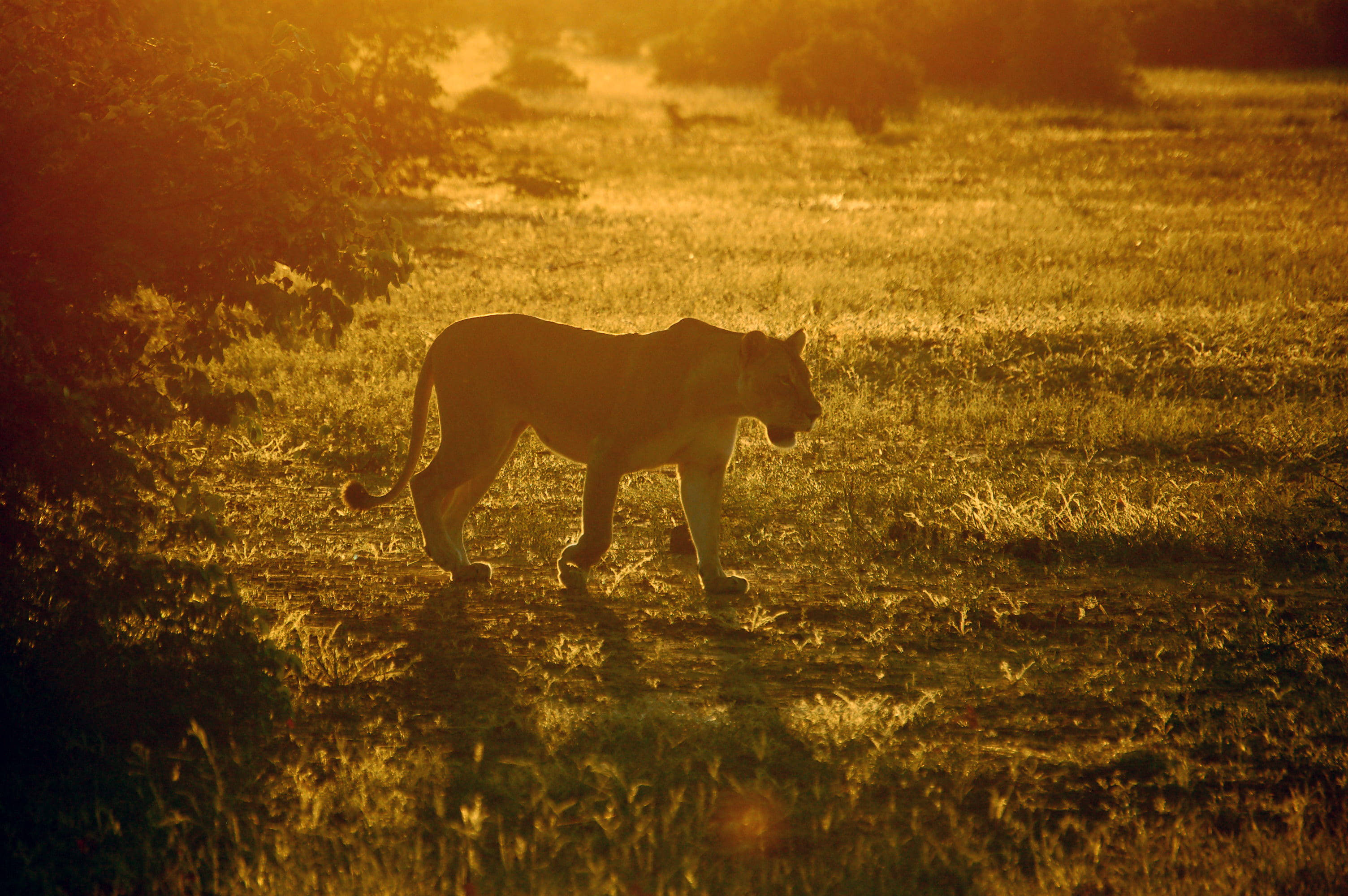 Botswana Слънчева лъвица Тапет