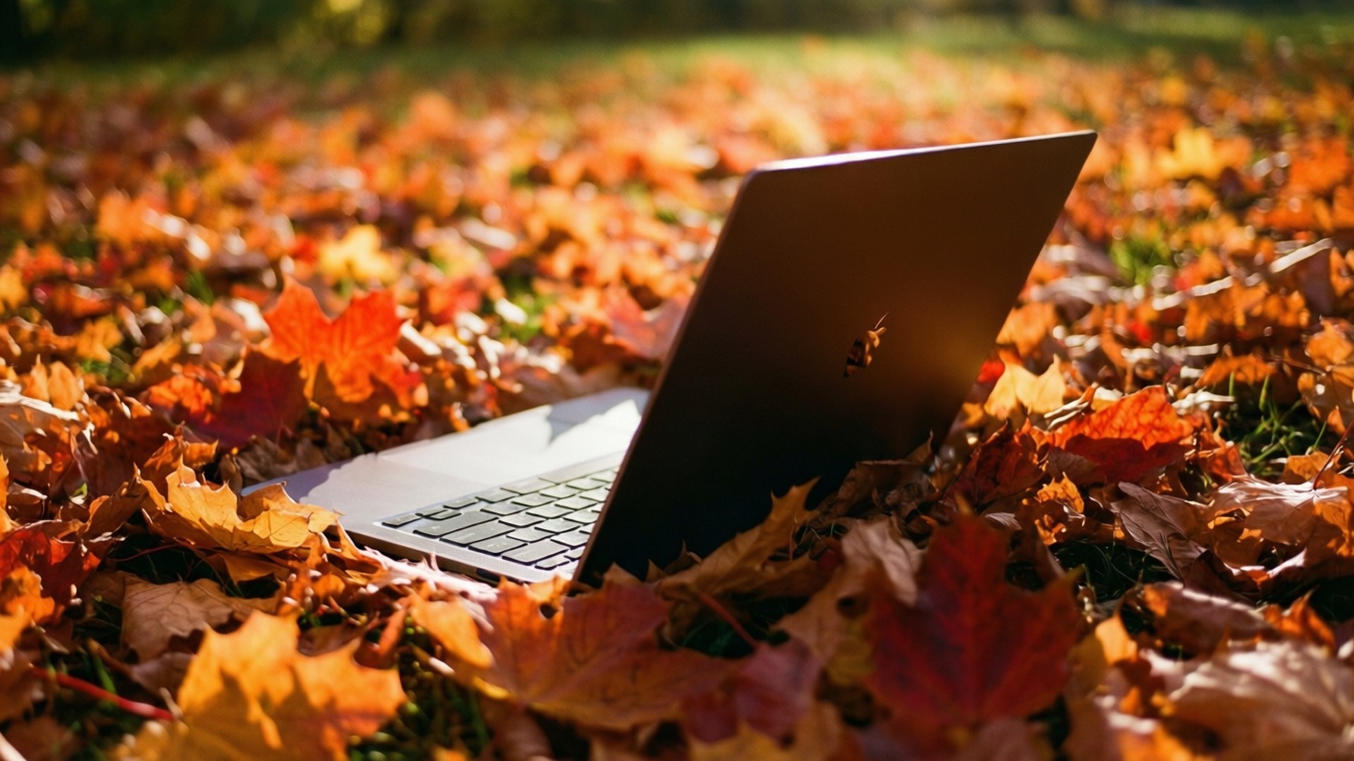 Уютен Chromebook в есенни цветове Тапет