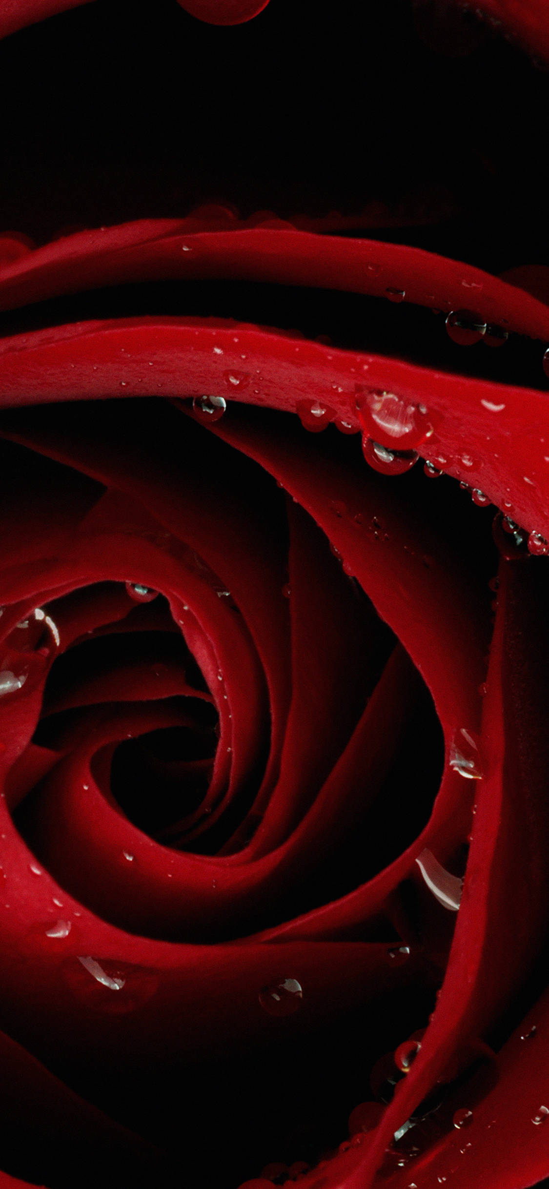 Close-up Rose's Head Red iPhone Тапет