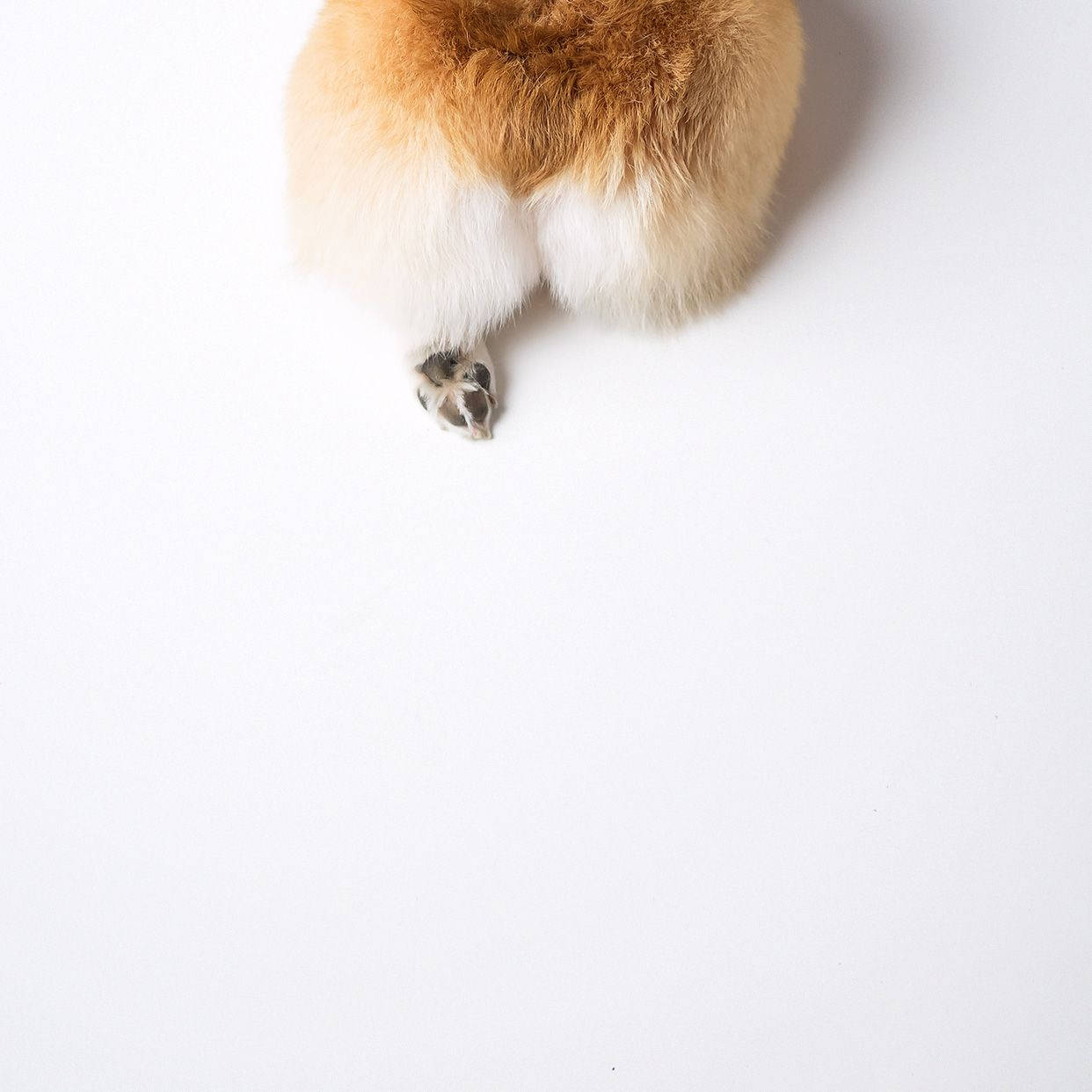 Corgi задници Тапет