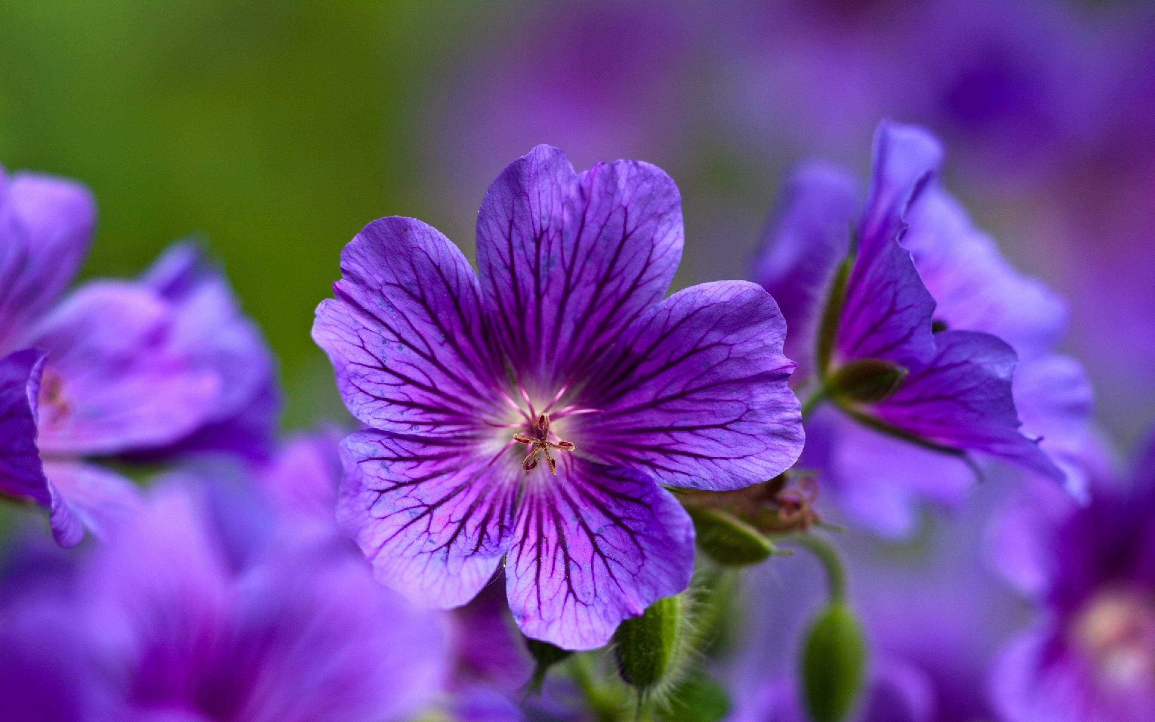 Елегантно представяне на здравец Cranesbill - Лилавата красота Тапет