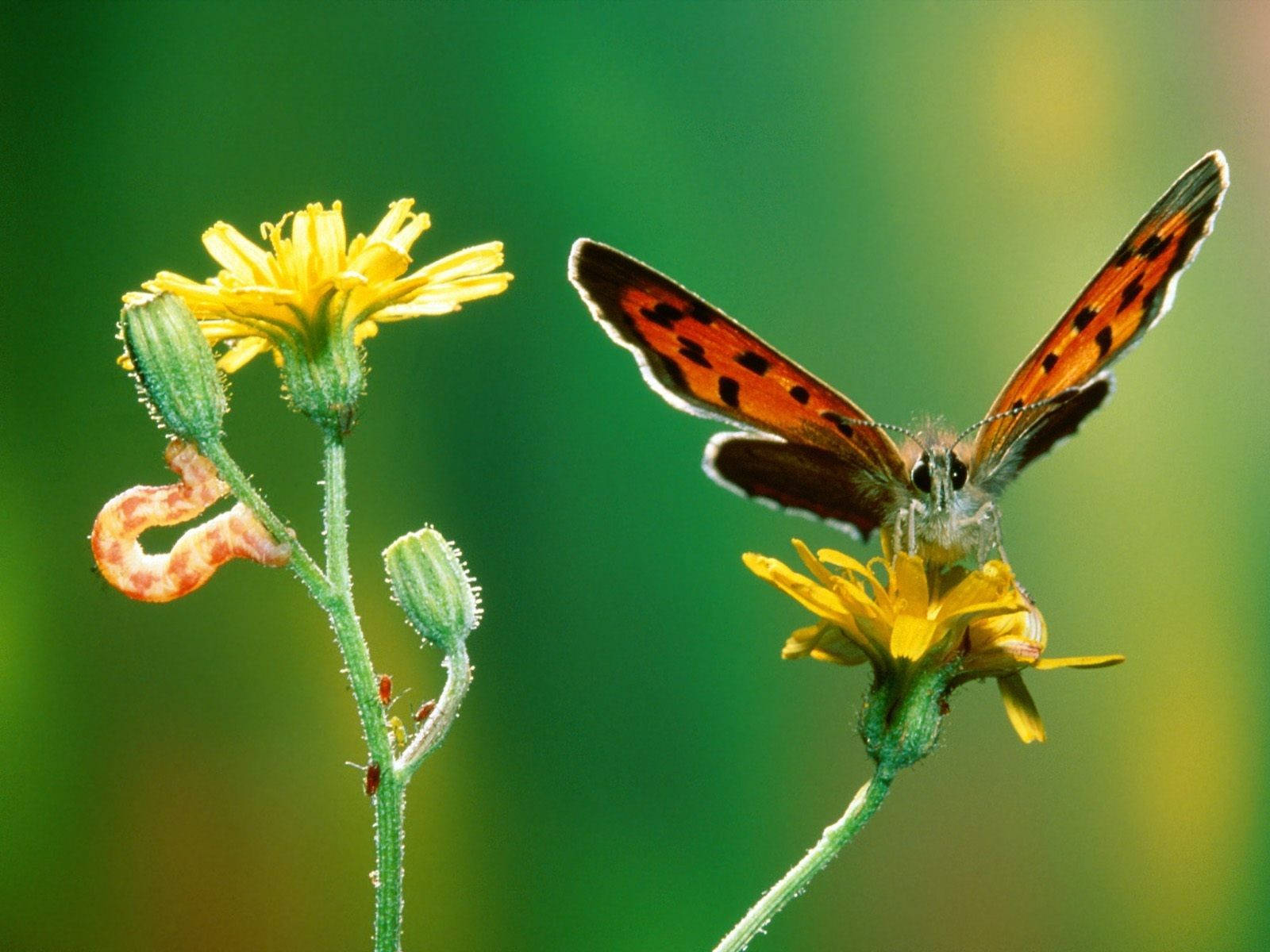 Гъсеница върху растение Crepis Тапет