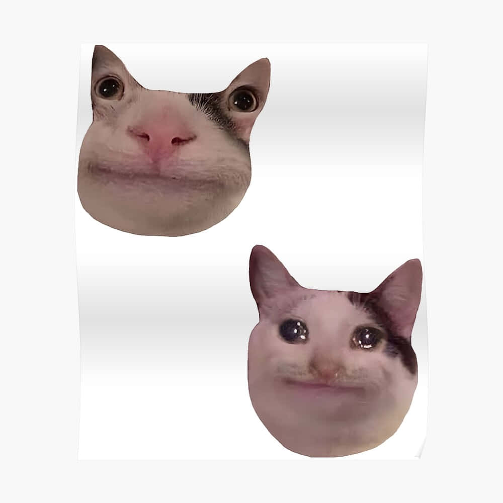 Смешно меме коте за Discord профилна снимка Тапет
