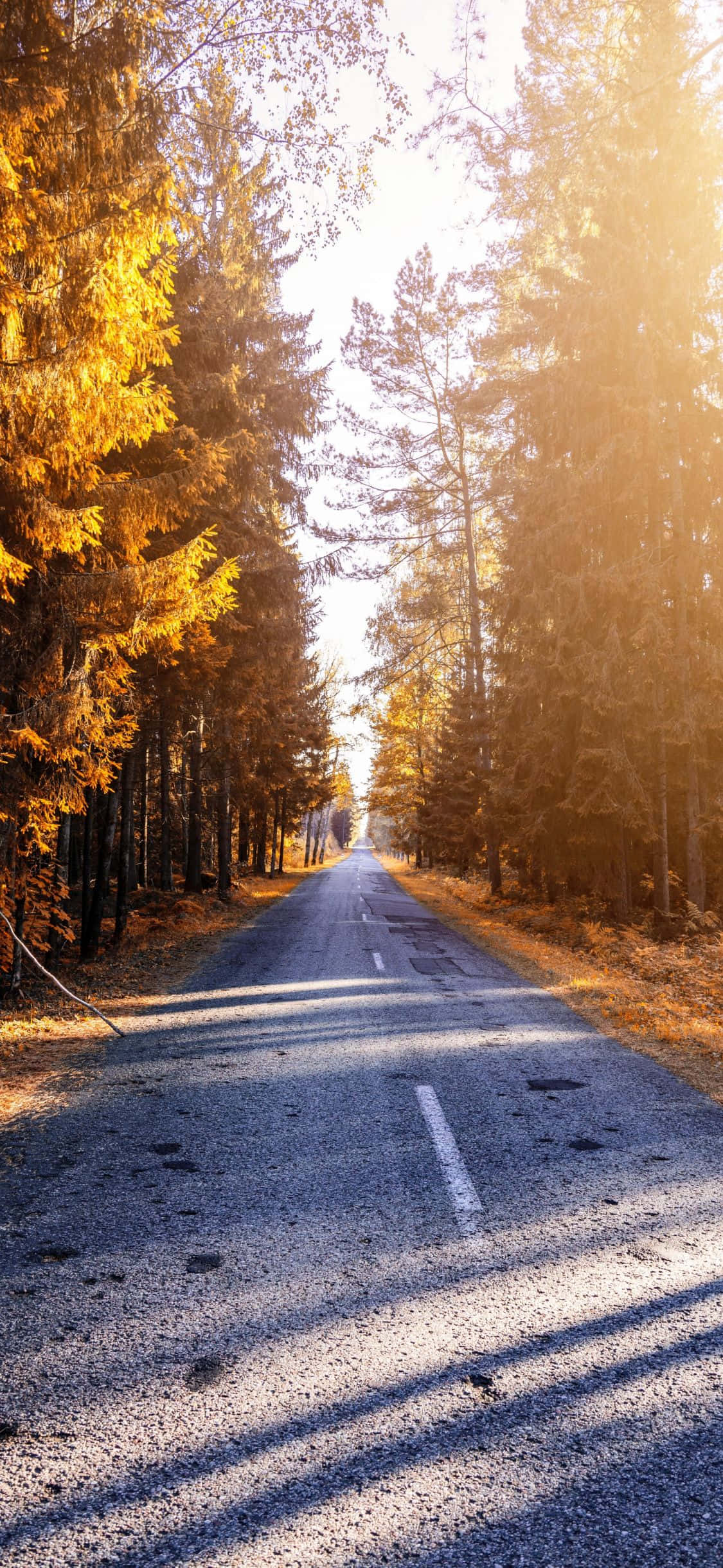 Embrace Serenity - iPhone X Nature Background Тапет