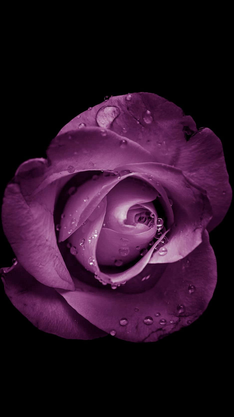 Наслаждайте се красотата на природата с Flower iPhone. Тапет