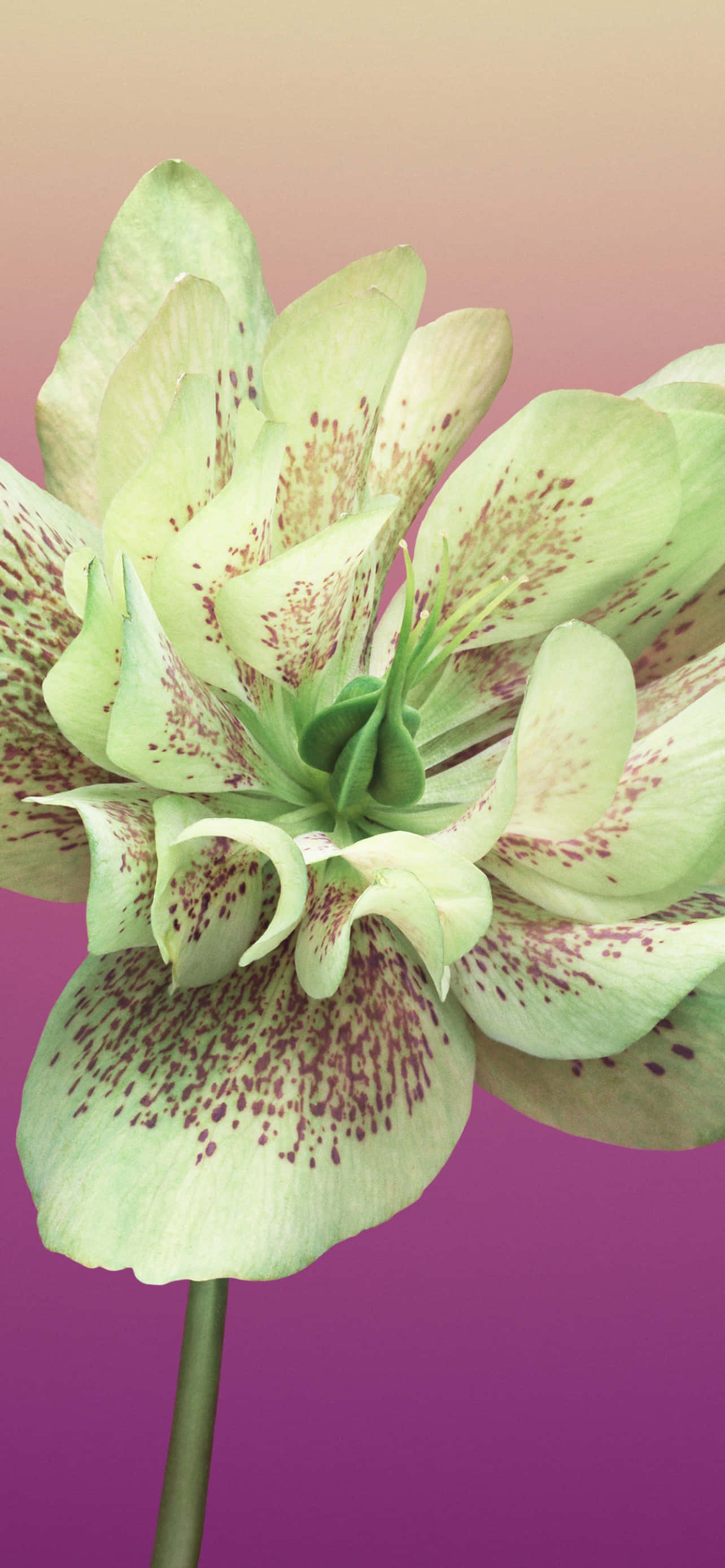 Flower iPhone Helleborus Orientalis снимка Тапет