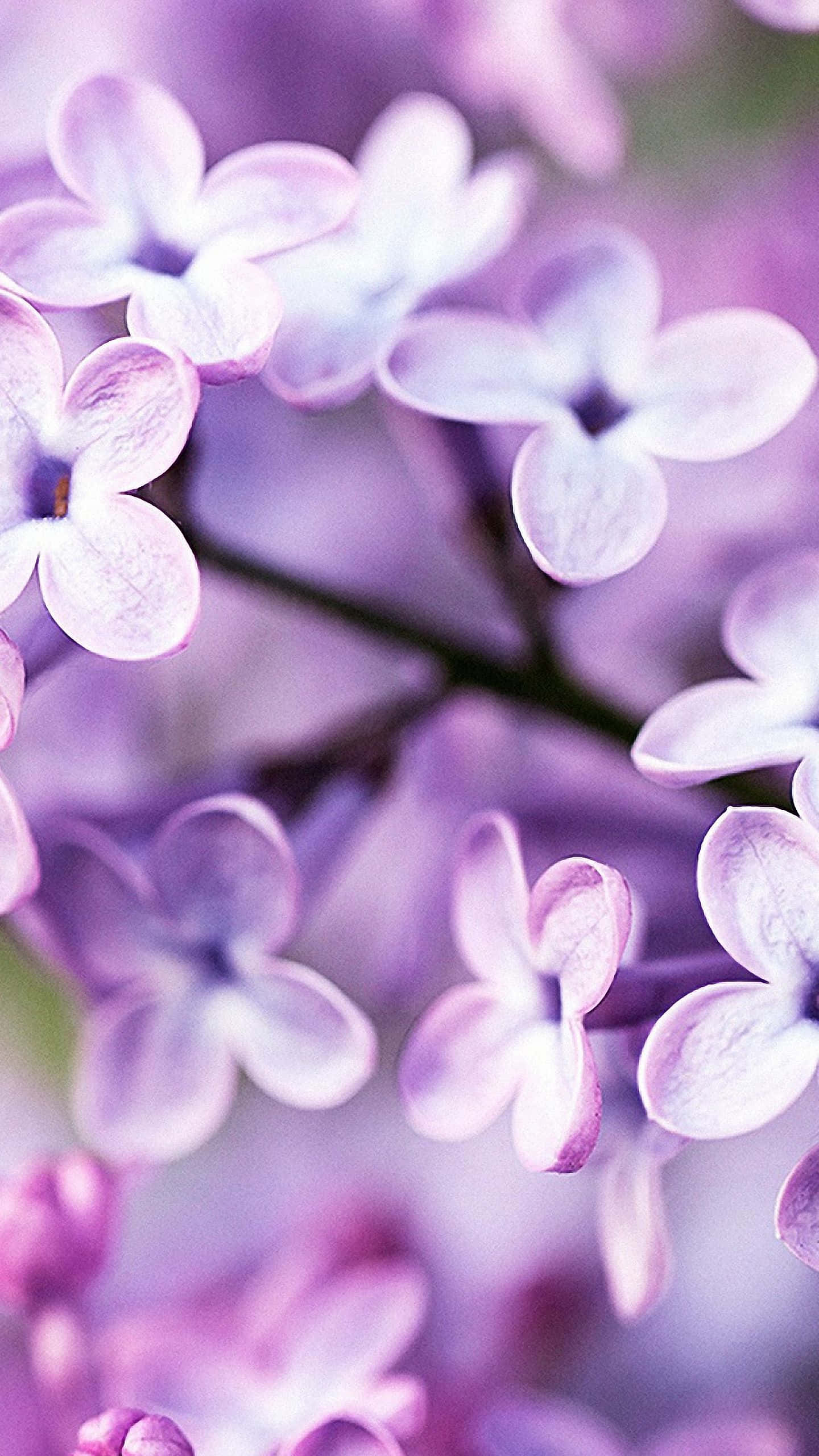 Почувствай красотата на природата с Flower iPhone Тапет
