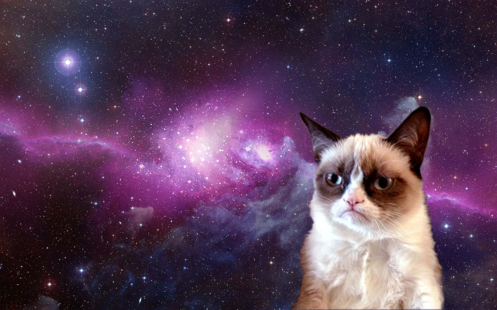 Игрива Grumpy Cat с обидно изражение Тапет