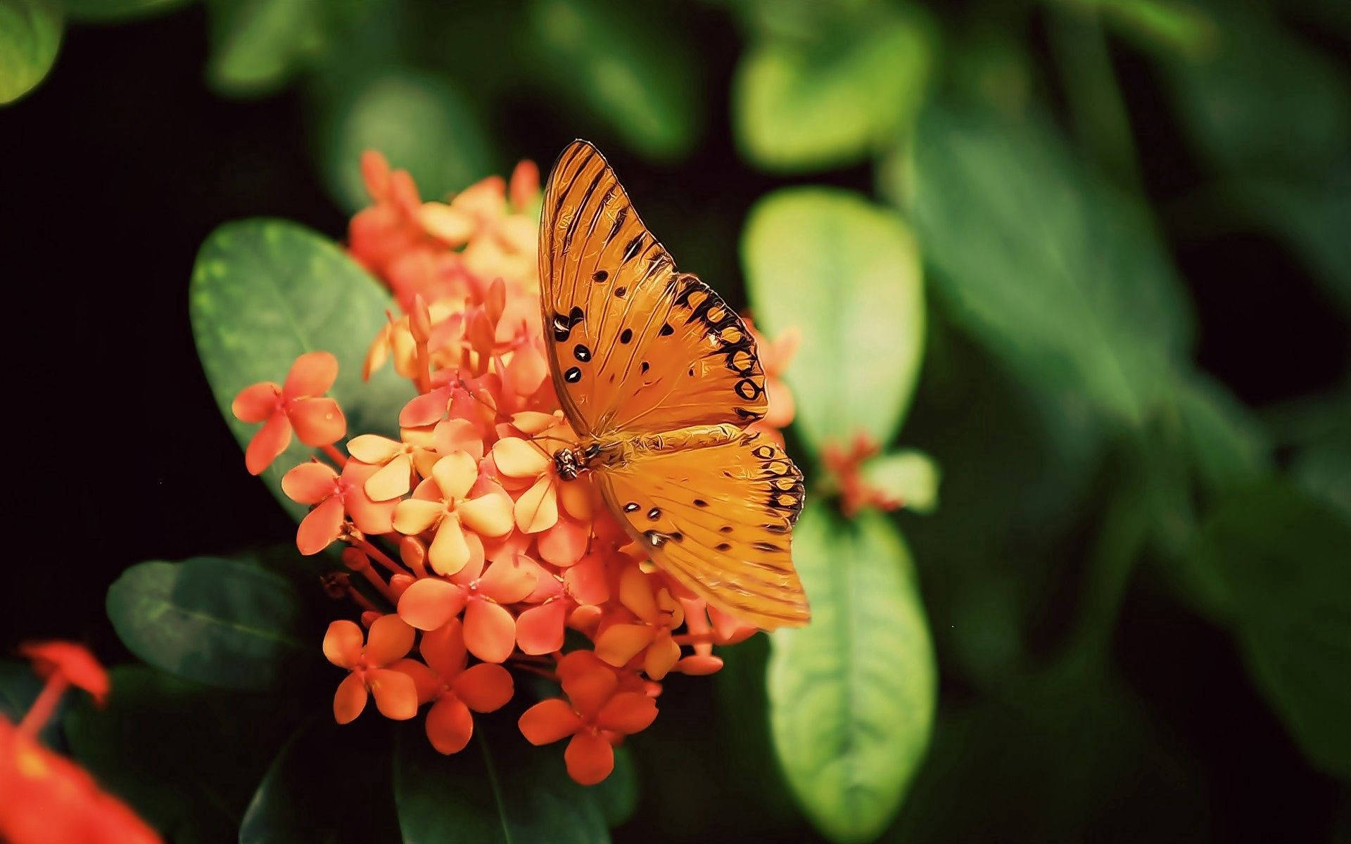 Цветна пеперуда Gulf Fritillary Тапет