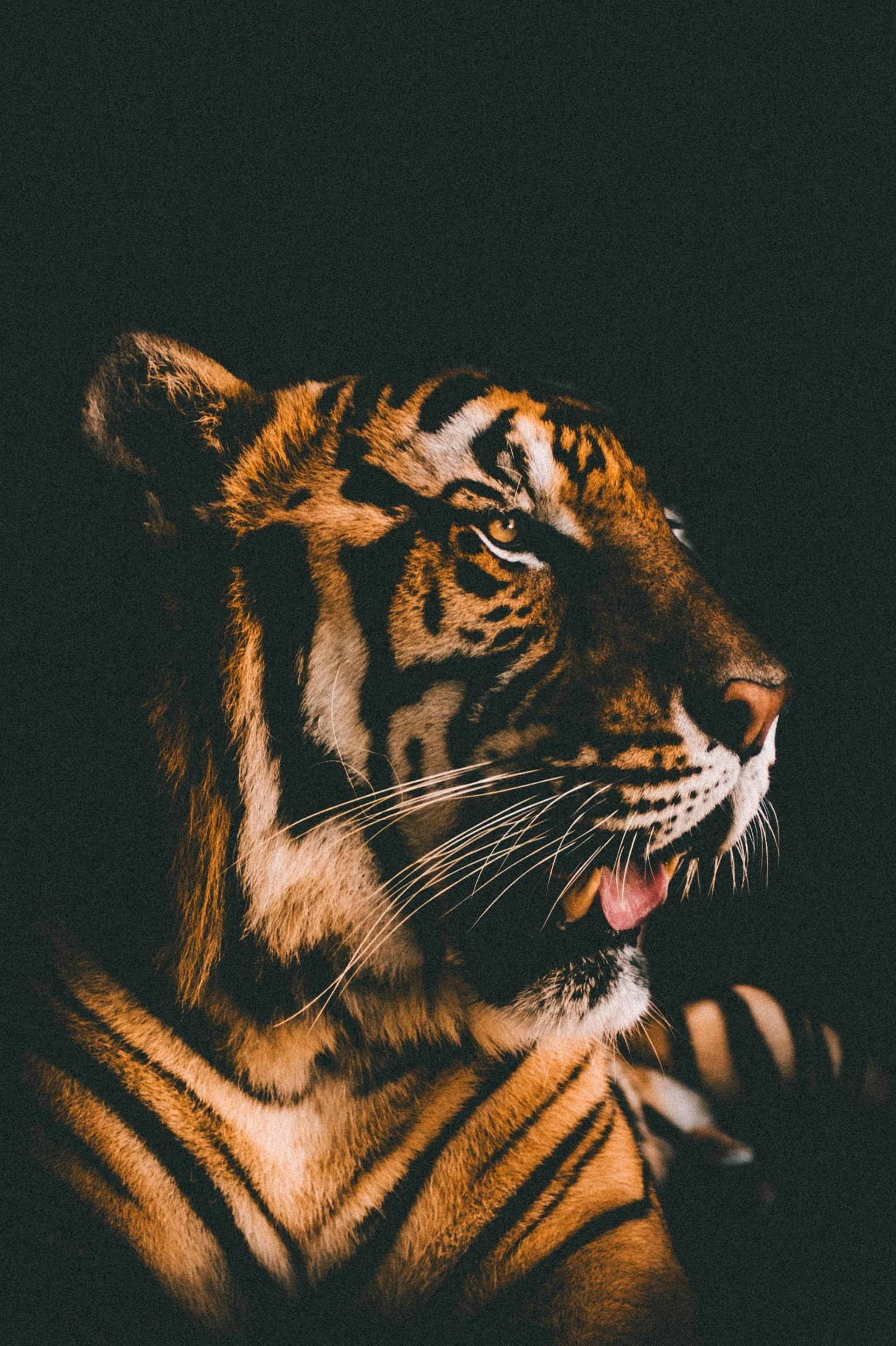 Великолепен филтър за филм Harimau Тапет