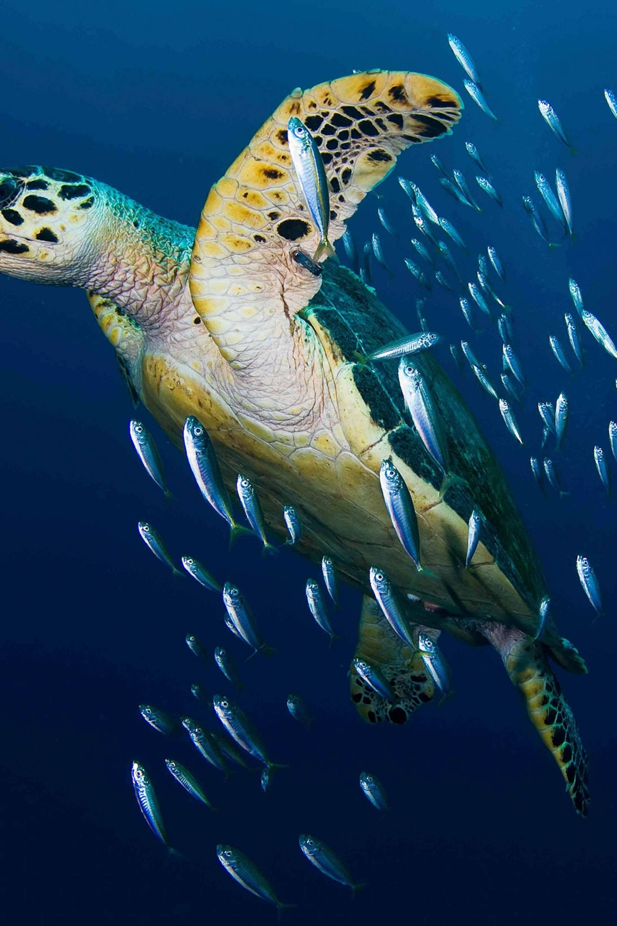 Фотография на морска костенурка Hawksbill Тапет