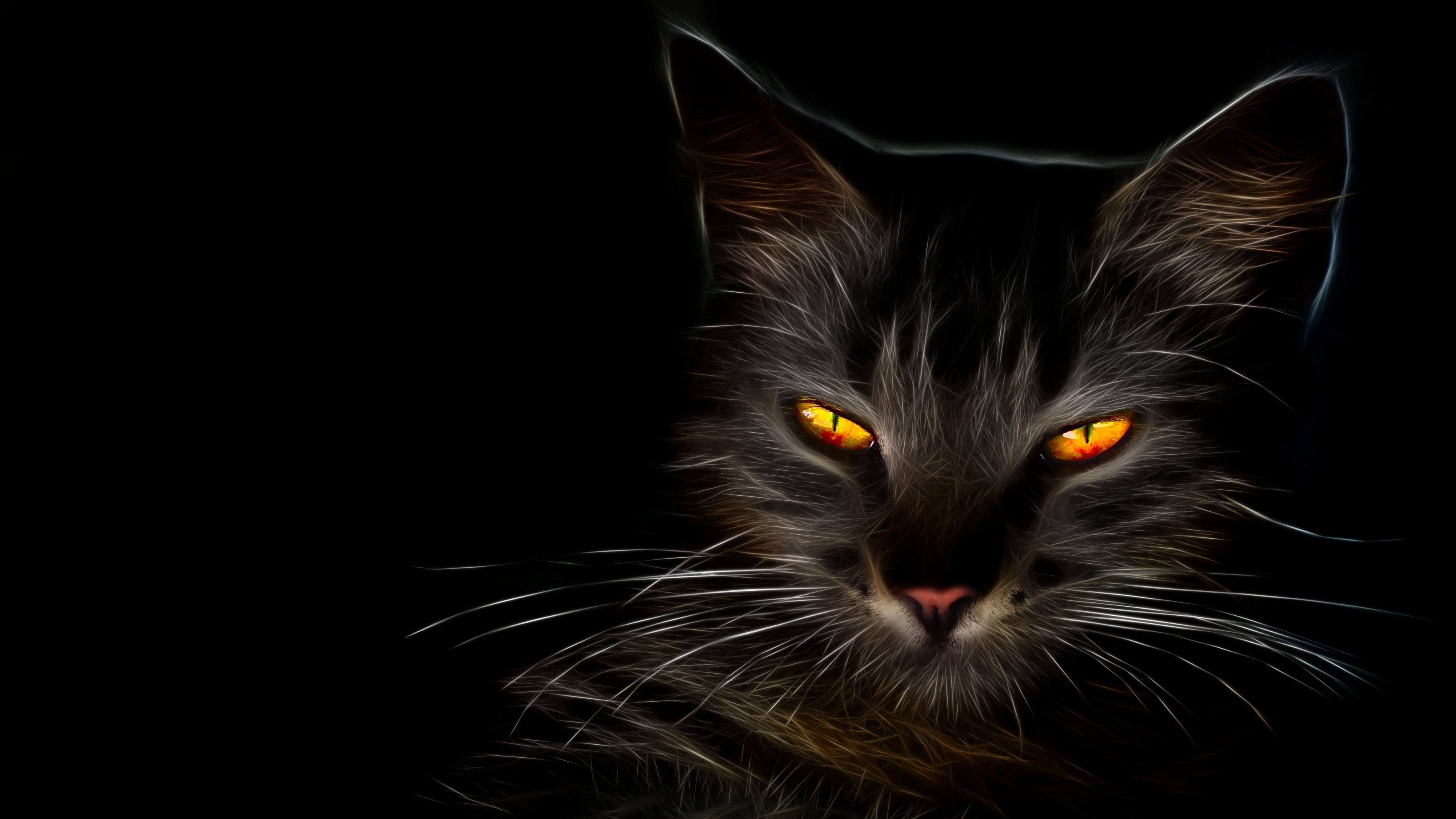 HD Черна котка Тапет