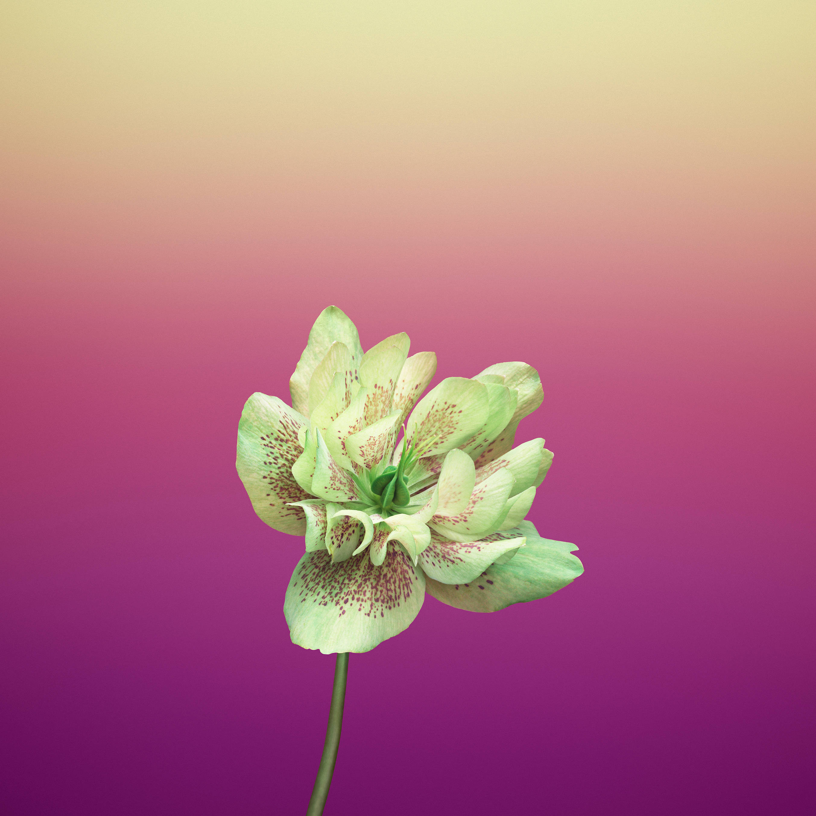 Виолет Helleborus Orientalis Ябълков Цвят Тапет
