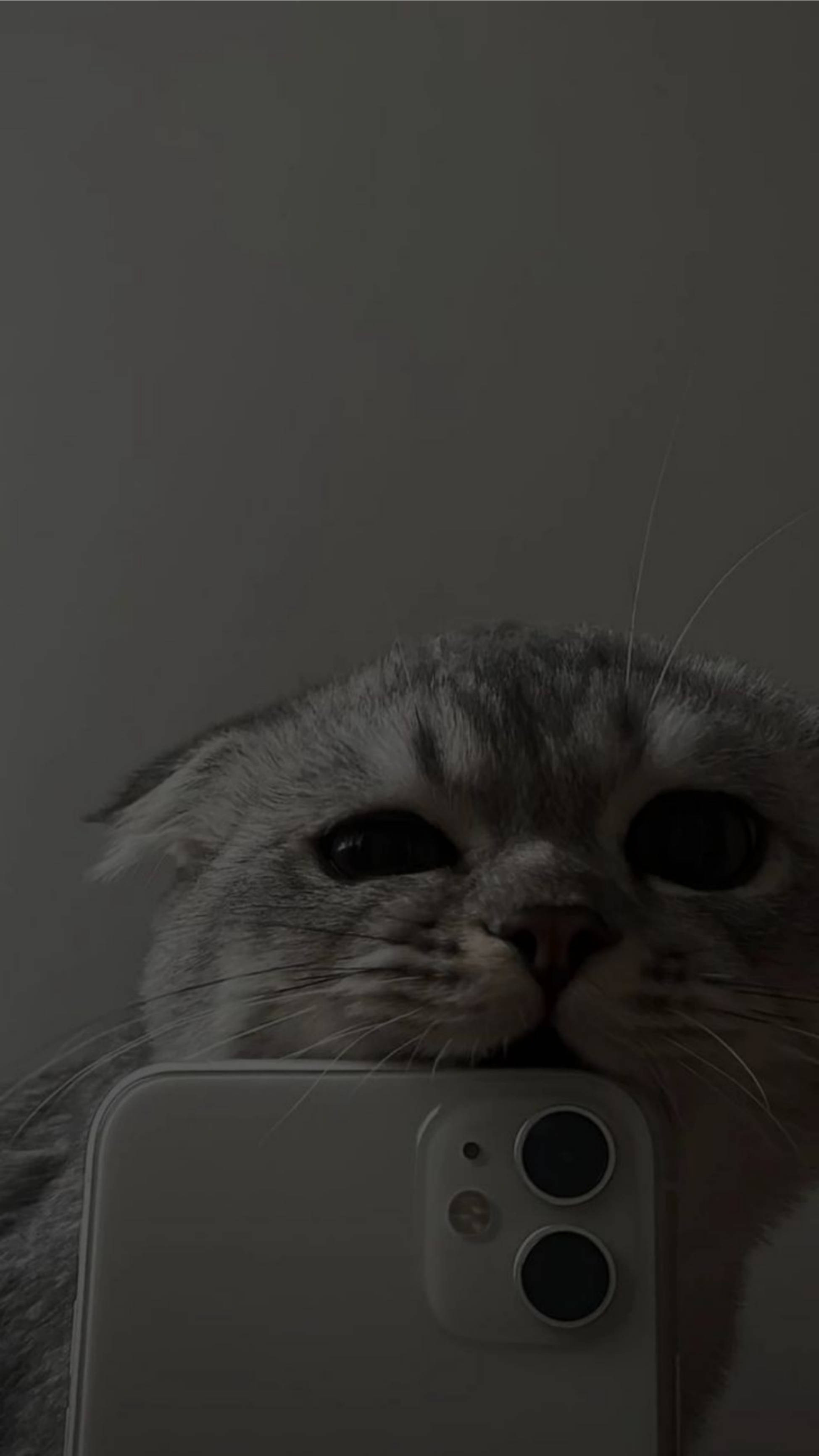 Сладка естетика на котка, която хапе iPhone 11 Тапет