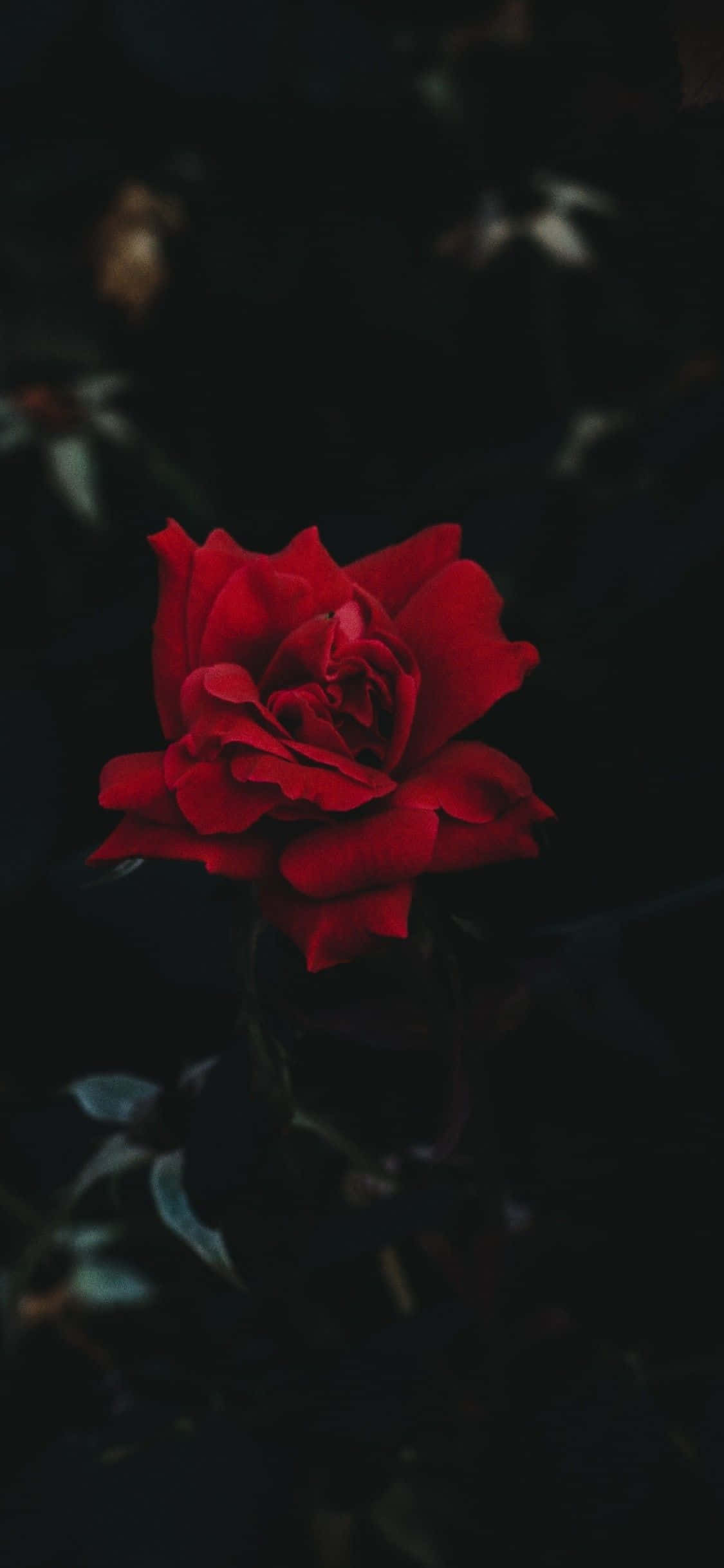 iPhone 11 Red Rose Тапет
