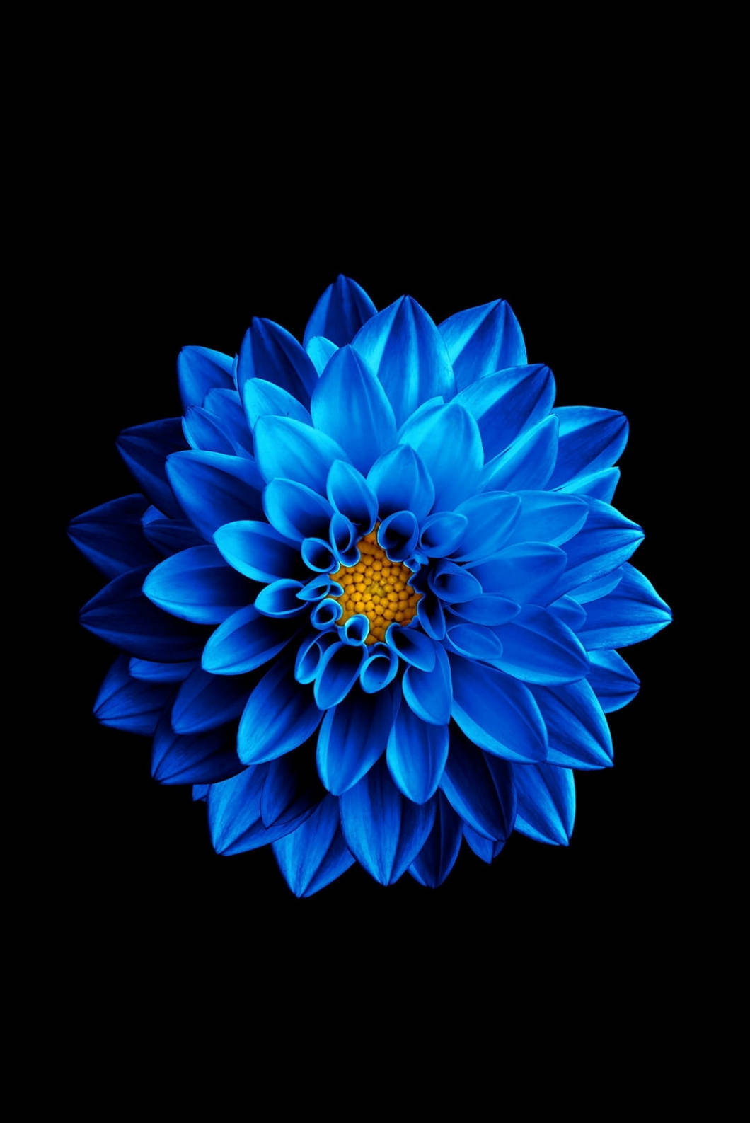 Син лотос за iPhone 4s Тапет