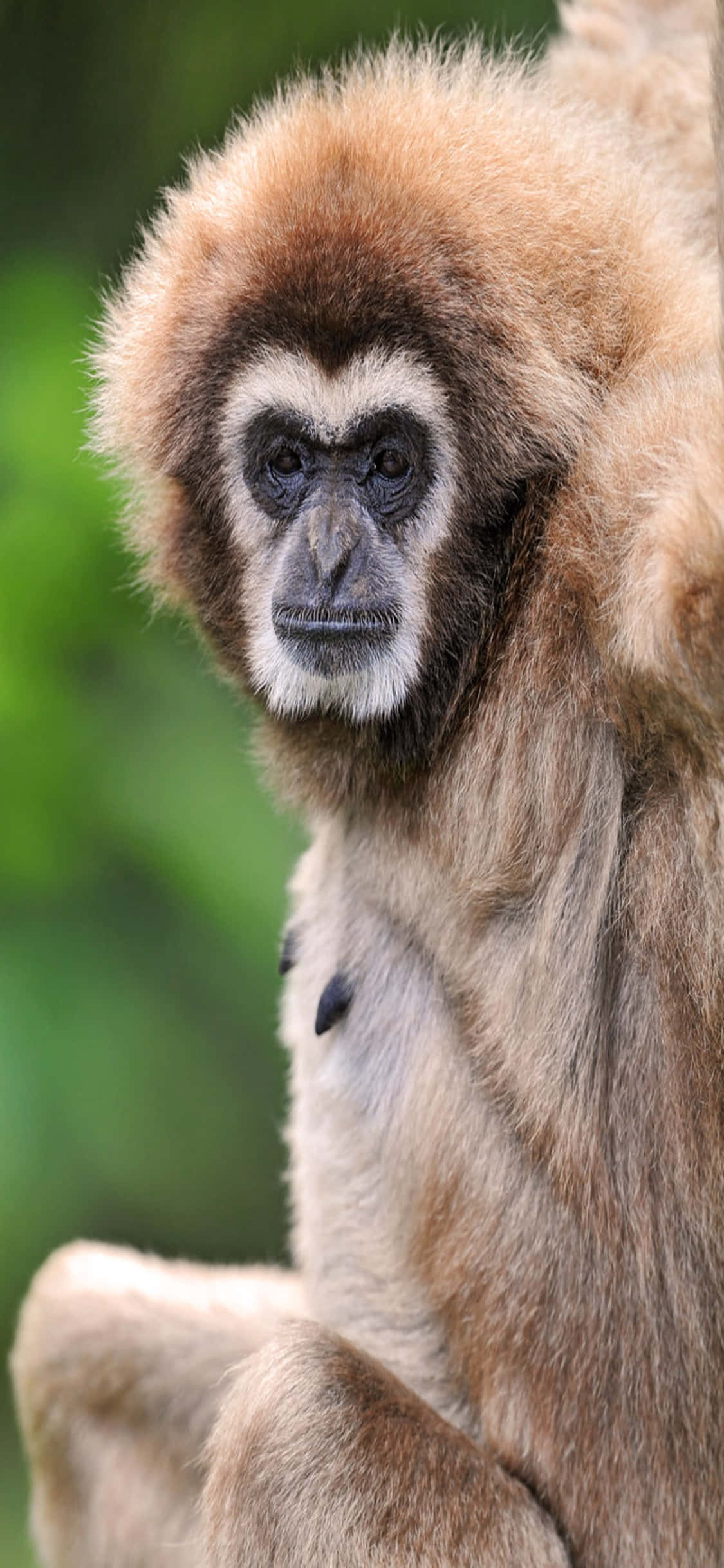 iPhone X Gibbon фон Здрав възрастен гибон Тапет