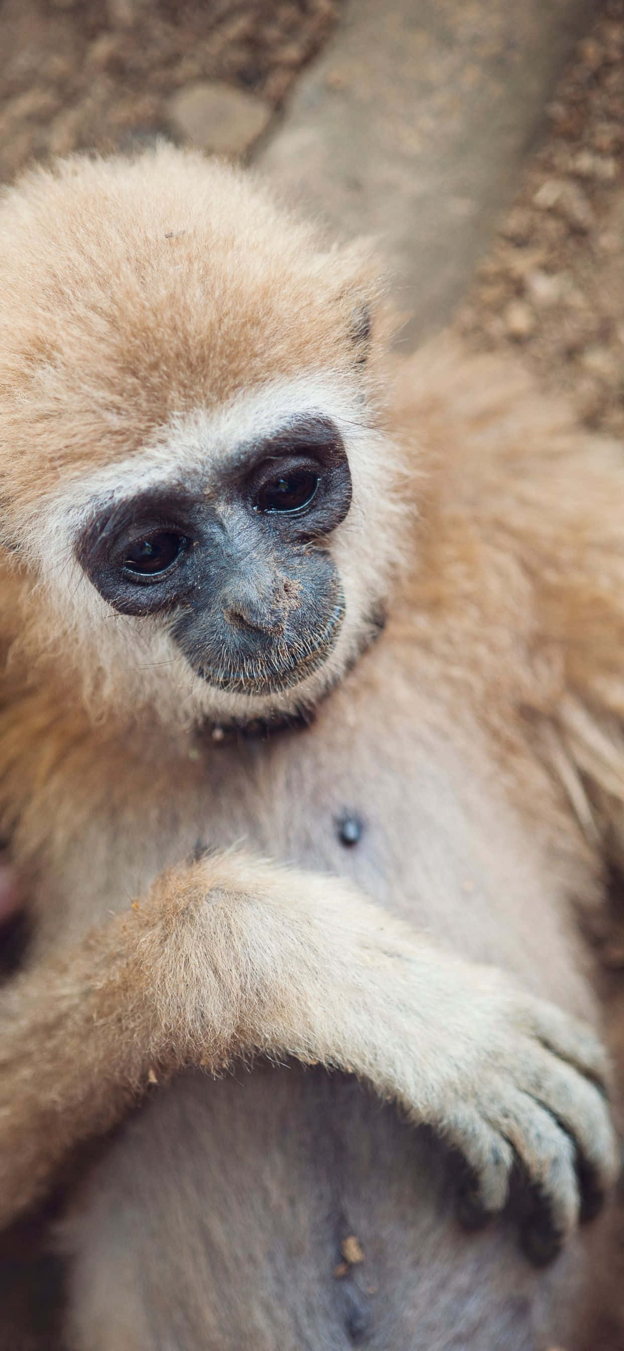 Високо универсален iPhone Xs Max Gibbon винаги ви поддържа свързани, кога и къде поискате. Тапет