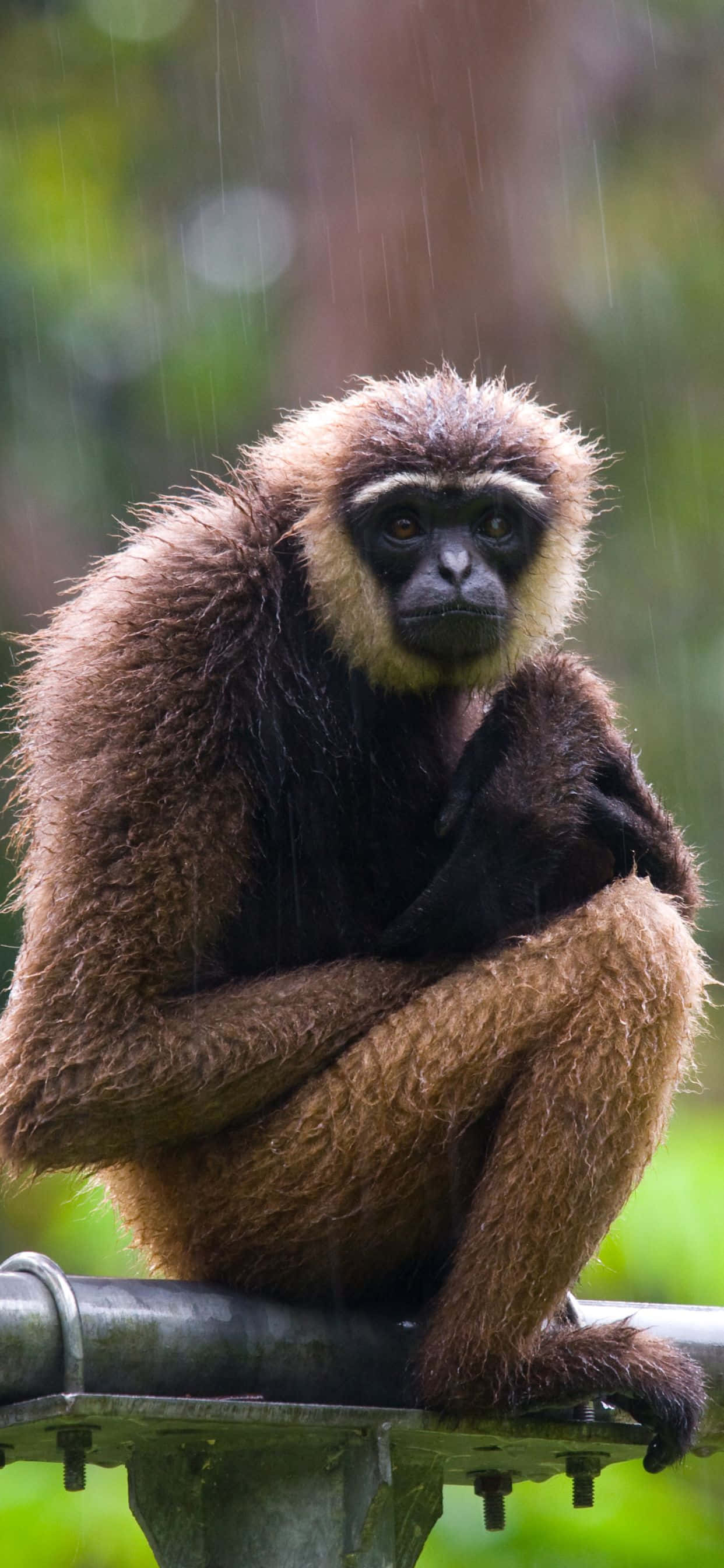 Кажете здрасти на новия iPhone Xs Max Gibbon Тапет