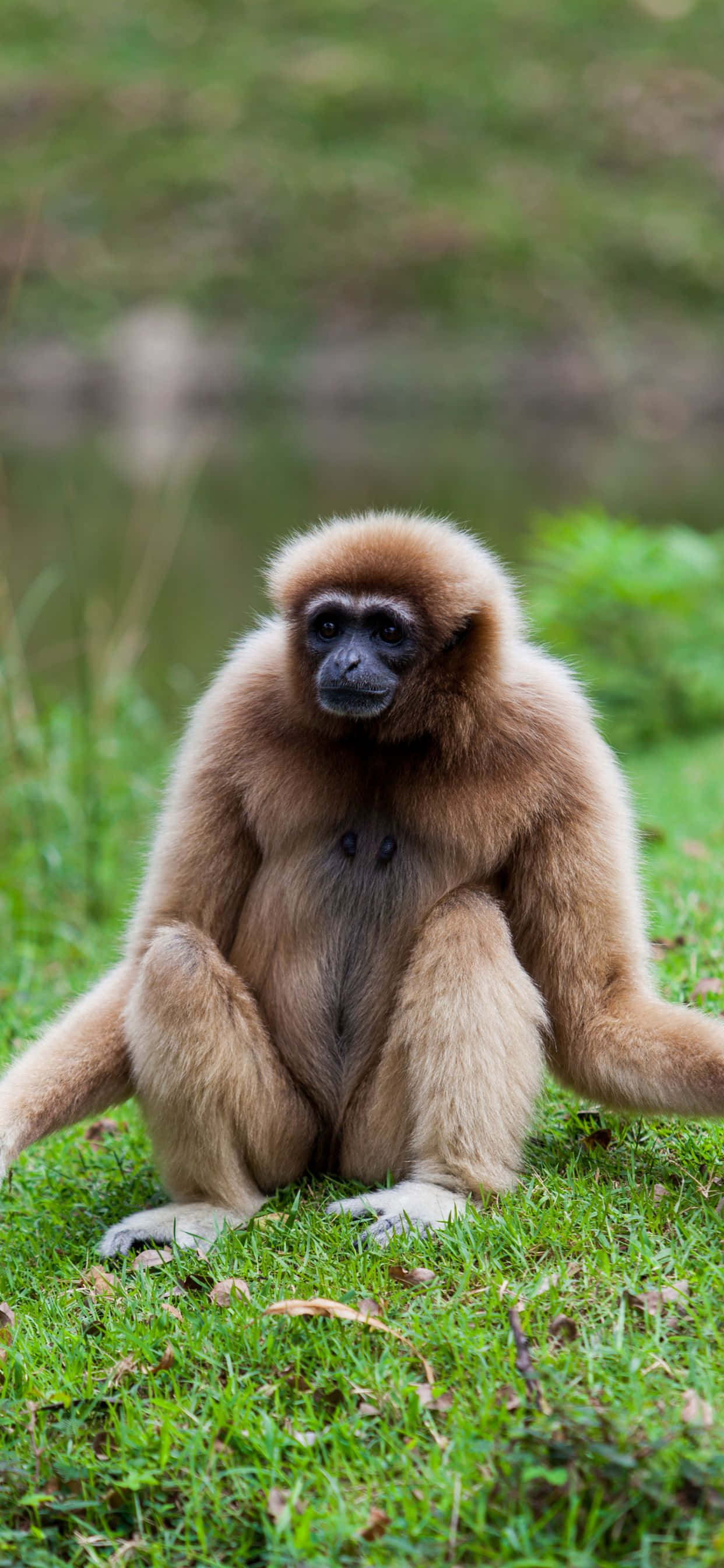 Красив iPhone XS Max gibbon в негово естествено обиталище Тапет