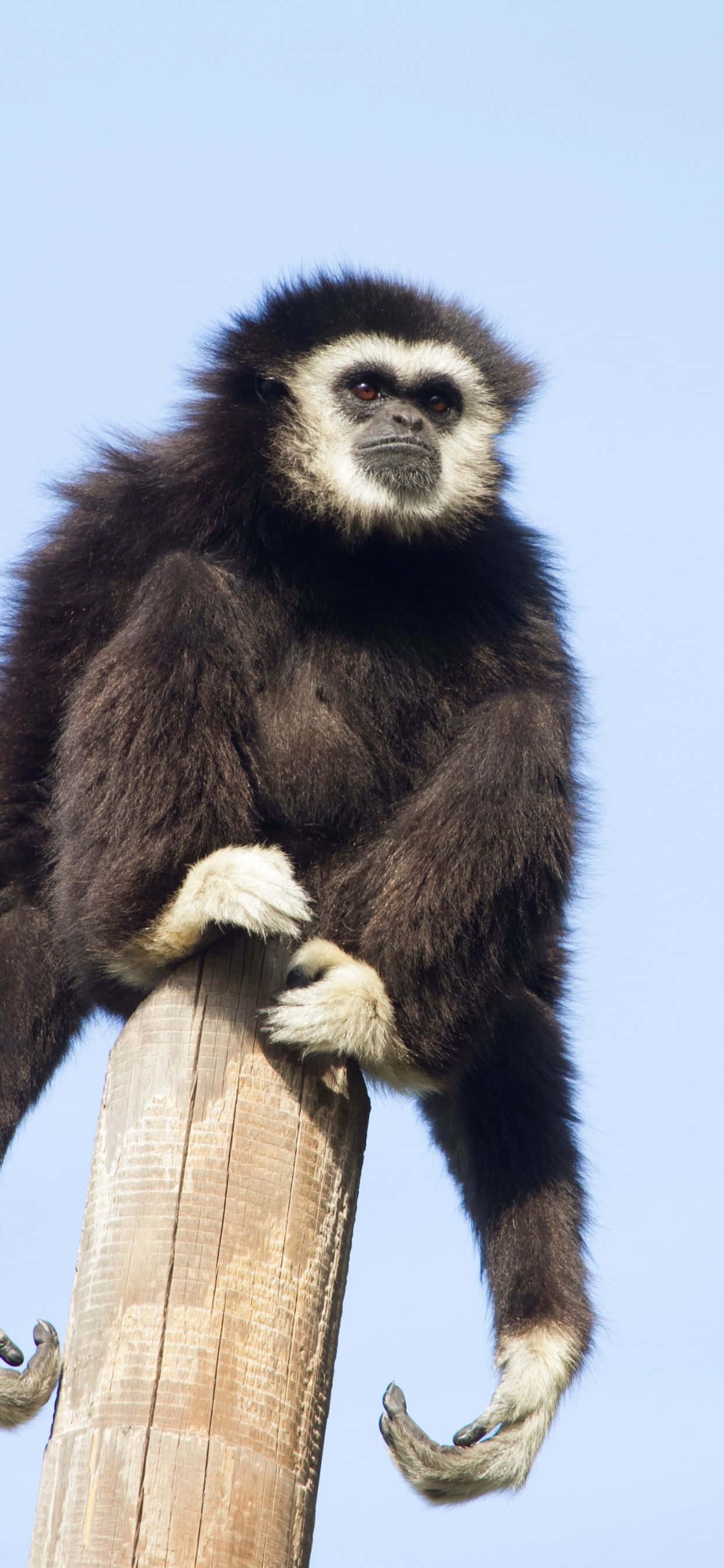 Замахнете с iPhone Xs Max Gibbon Тапет