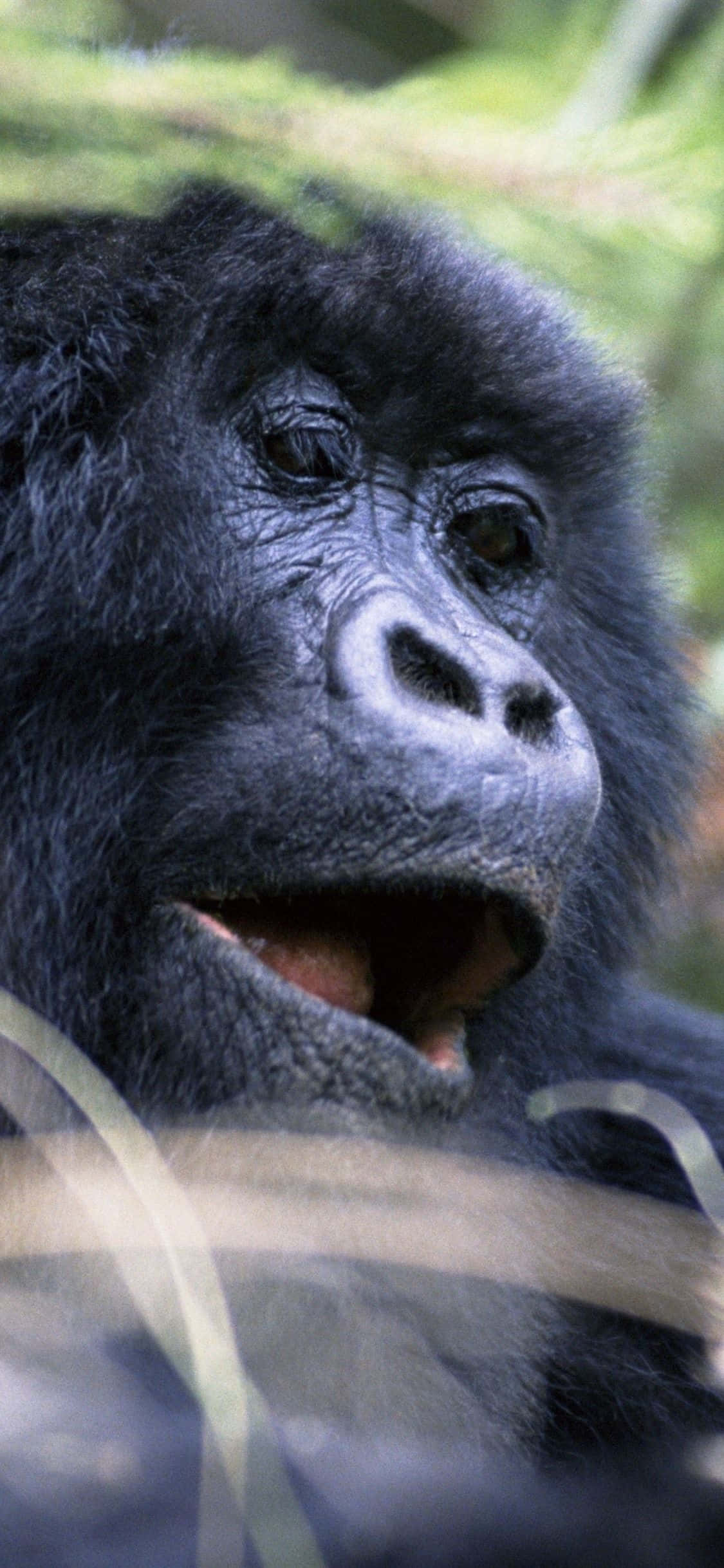 iPhone Xs Max Gorilla фон портретна снимка Тапет