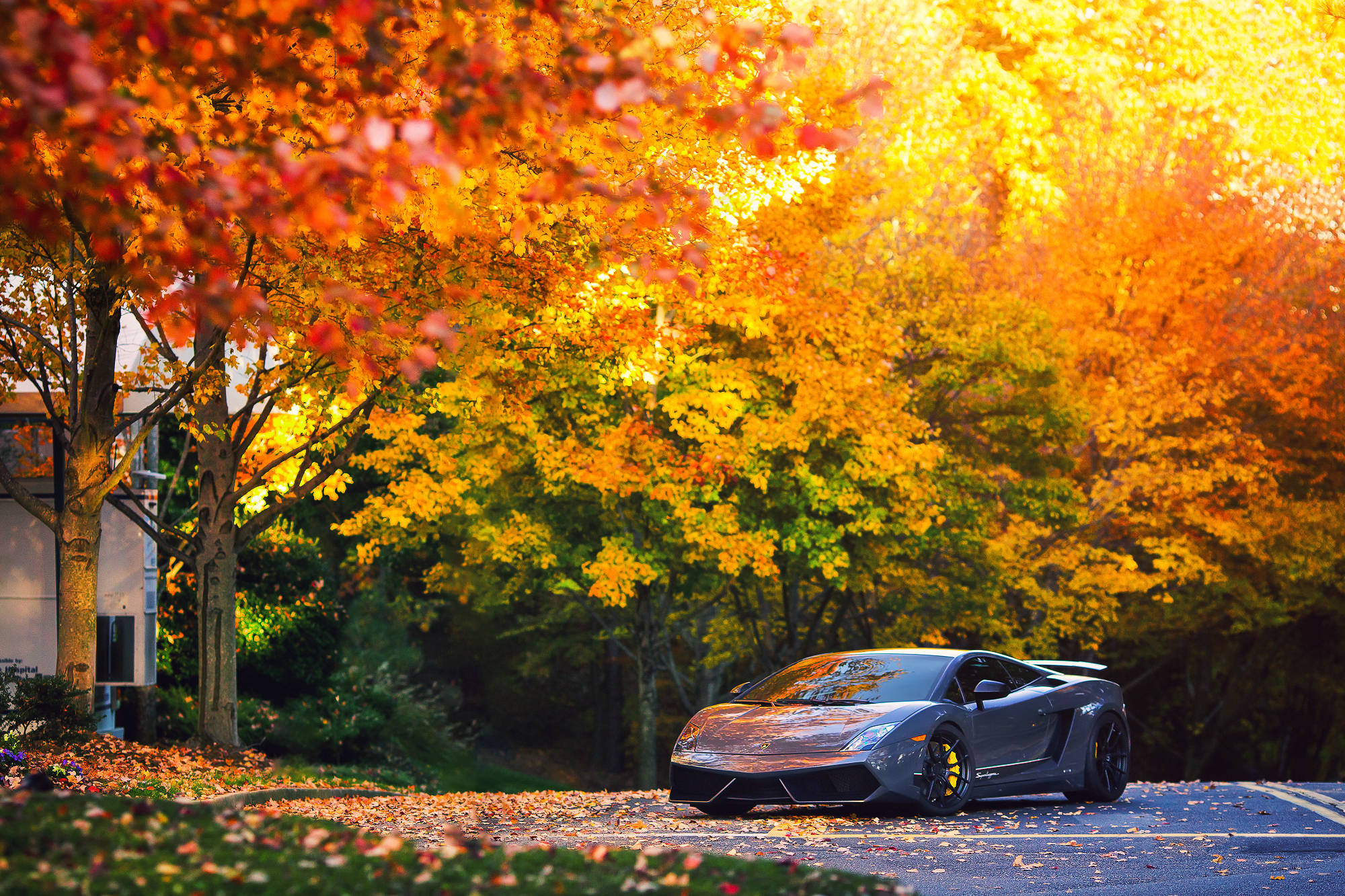 Красив сив Lamborghini Gallardo, който се движи през свежия есенен въздух. Тапет