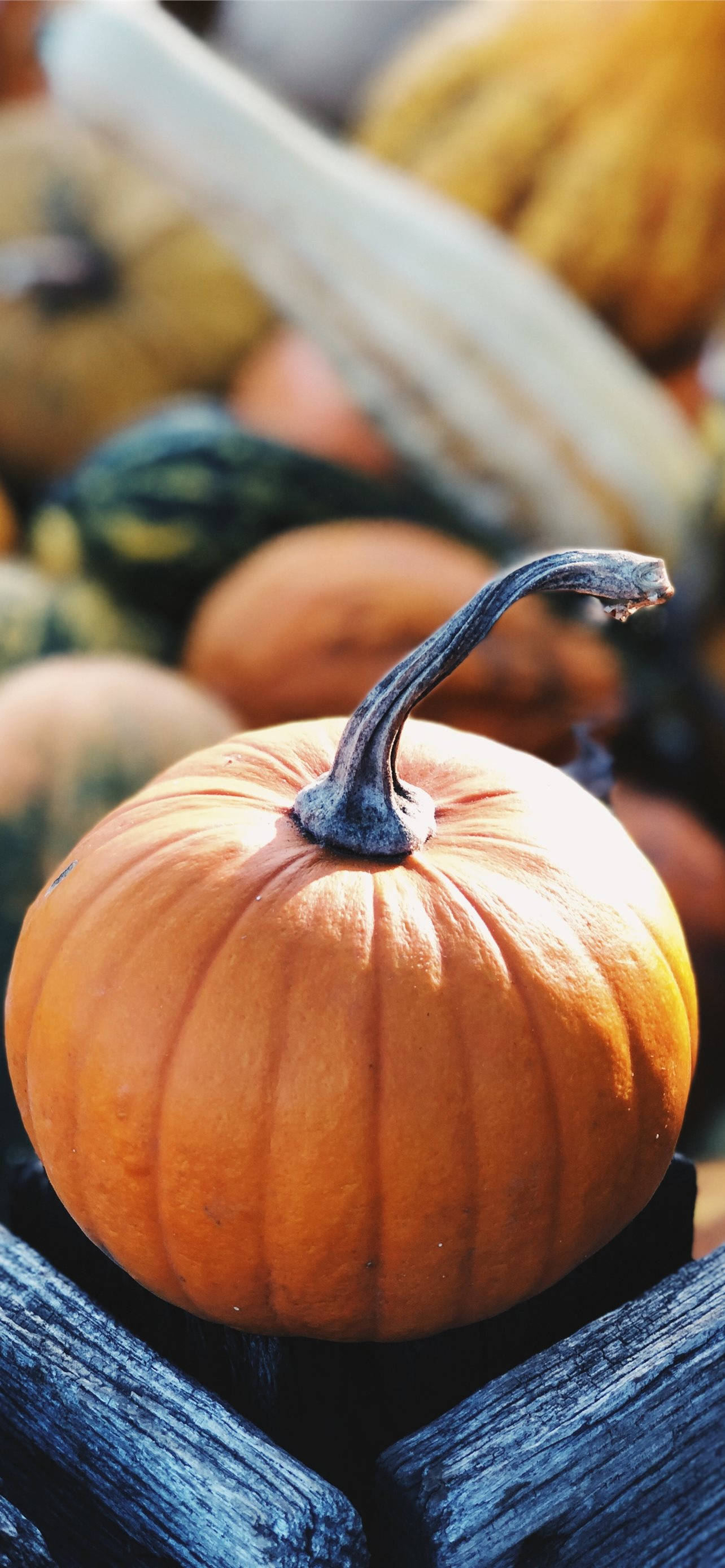 Market Pumpkin Thanksgiving iPhone Тапет