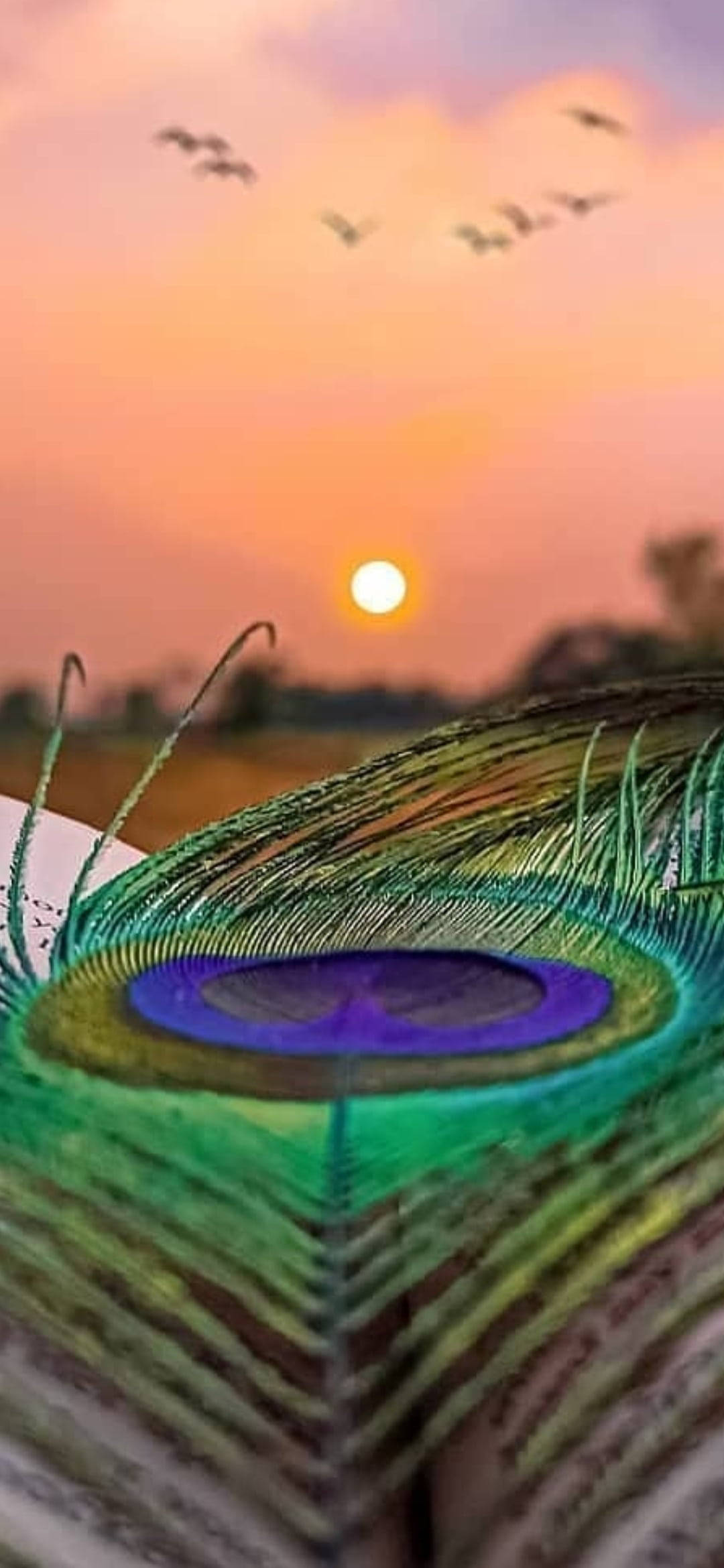 Mor Pankh Sunset Тапет
