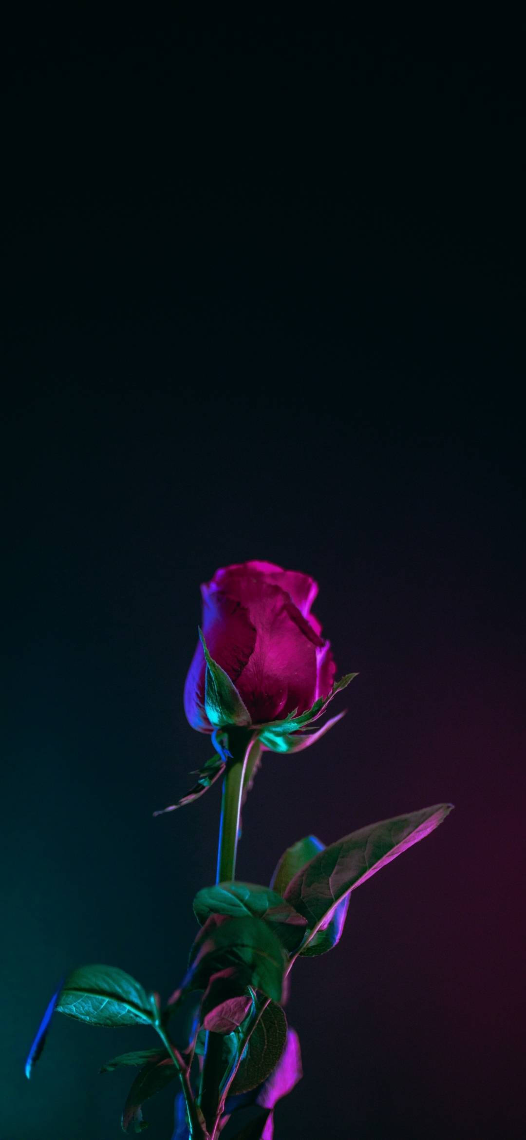 Note 10 Plus Червена роза Тапет