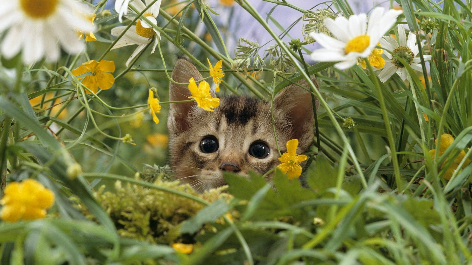 Милo пролетно коте Тапет