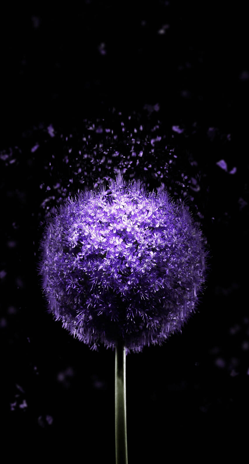 OLED Purple Dandelion Тапет