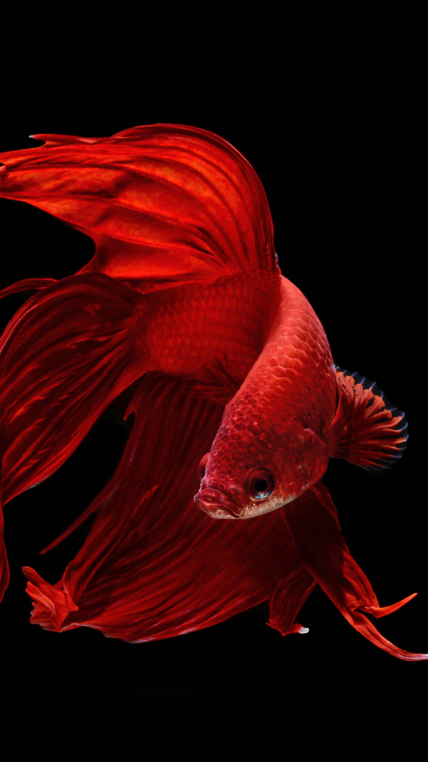 OLED Streamlined Goldfish Тапет