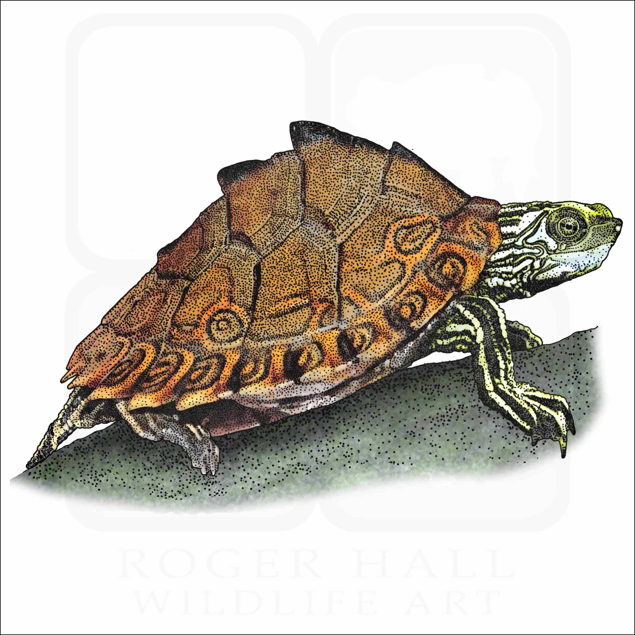 Pascagoula Map Turtle, коя се пече на слънце Тапет