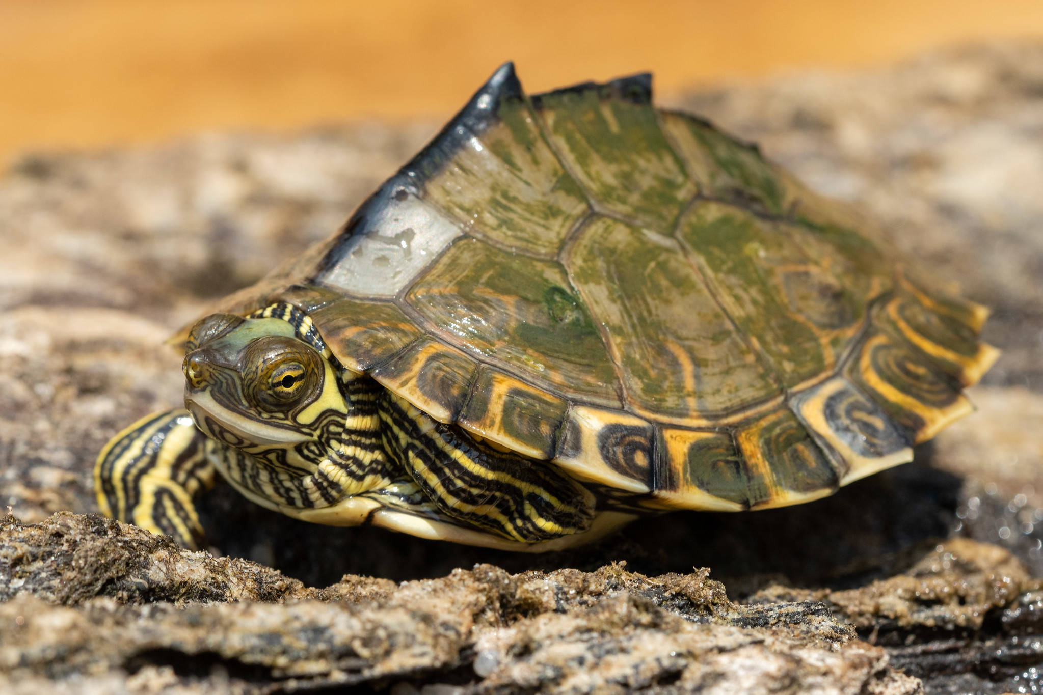 Pascagoula Map Turtle с остроконечна черупка Тапет