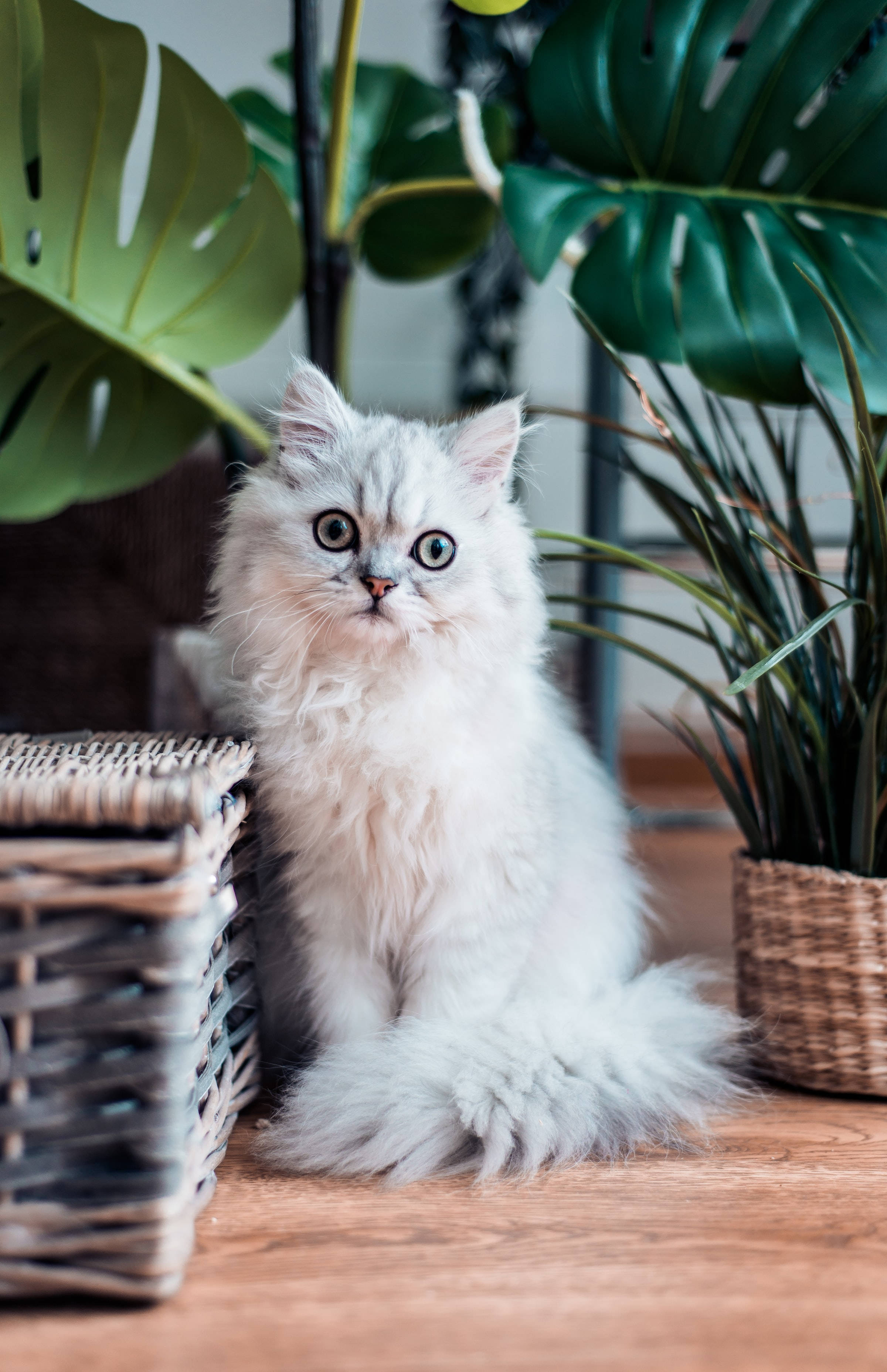 Бяла персийска котка PFP Тапет