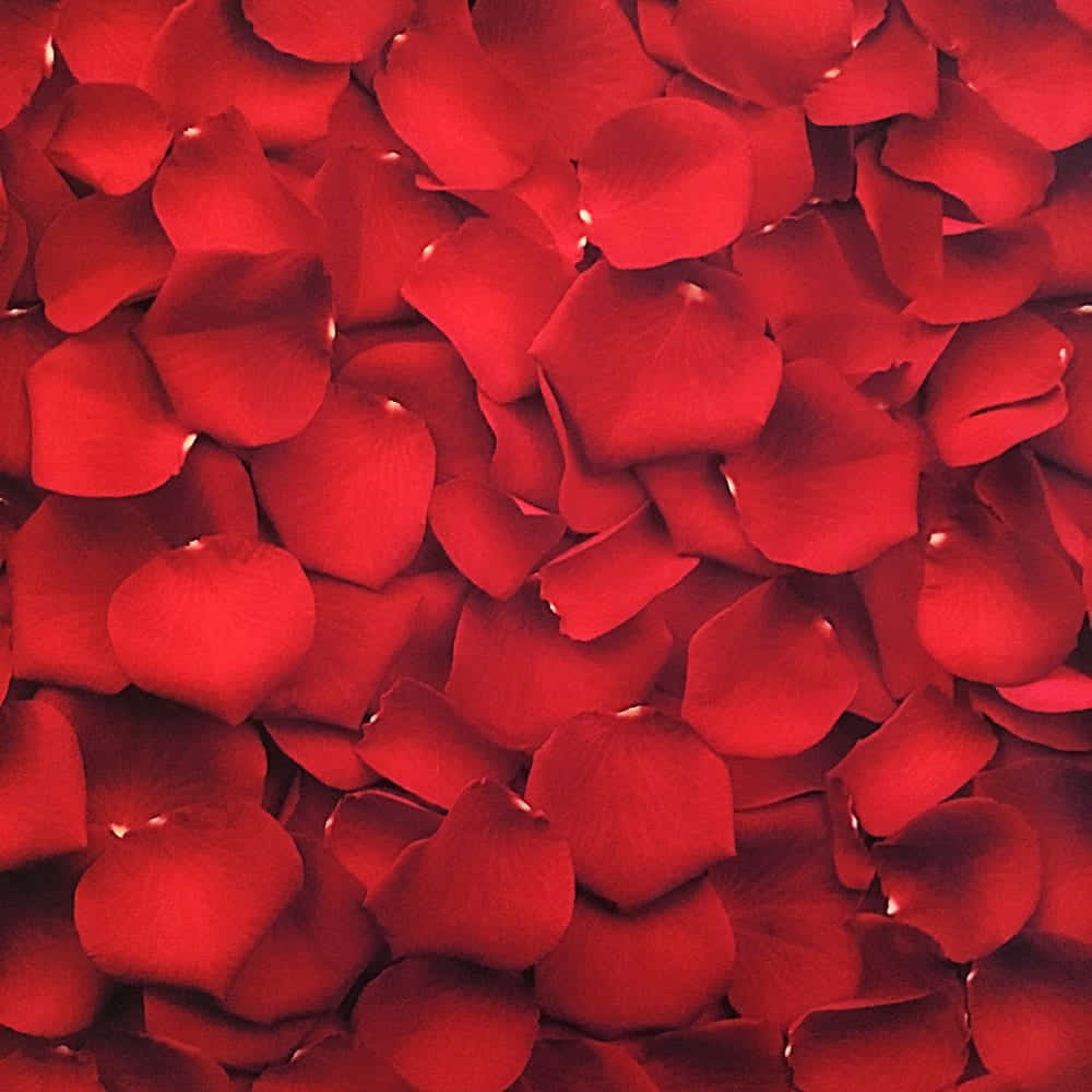 Добавете пръскане от цвят в живота си с Red Aesthetic Тапет