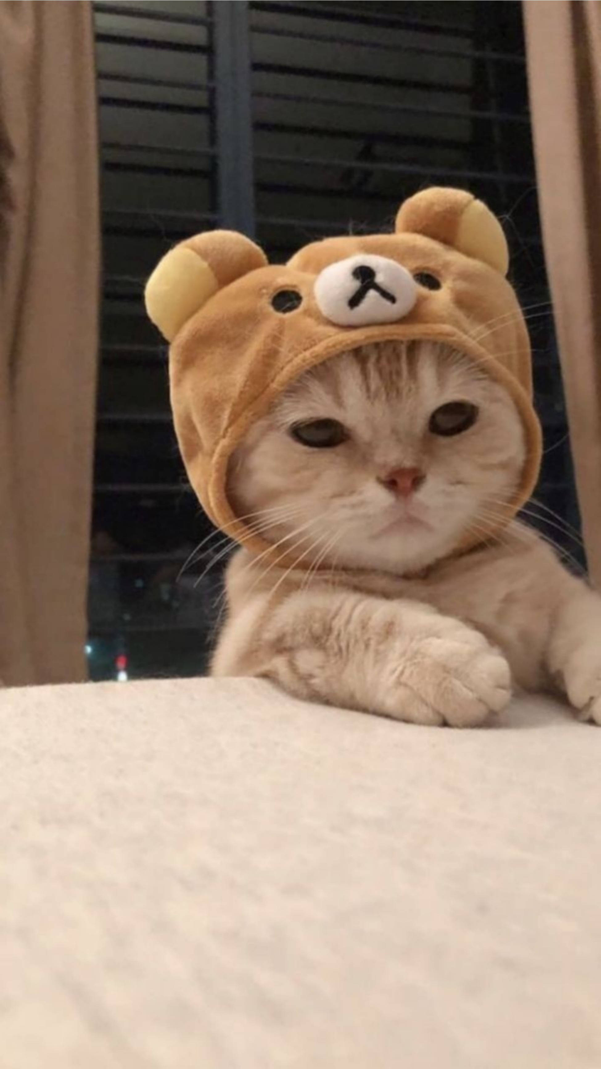 Мил котешки естетик с шапка Rilakkuma Тапет